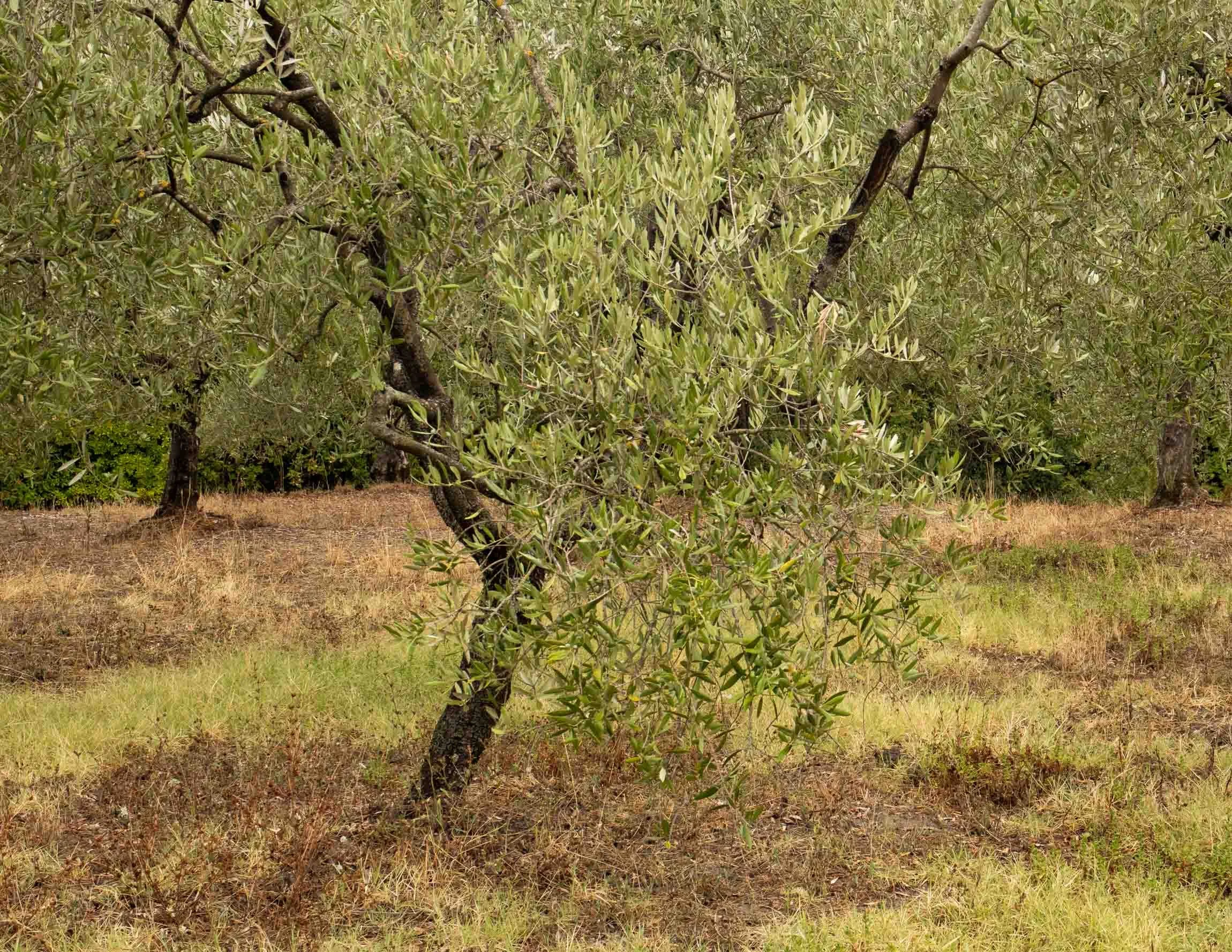 AmongstTuscanTrees26-7069.jpg