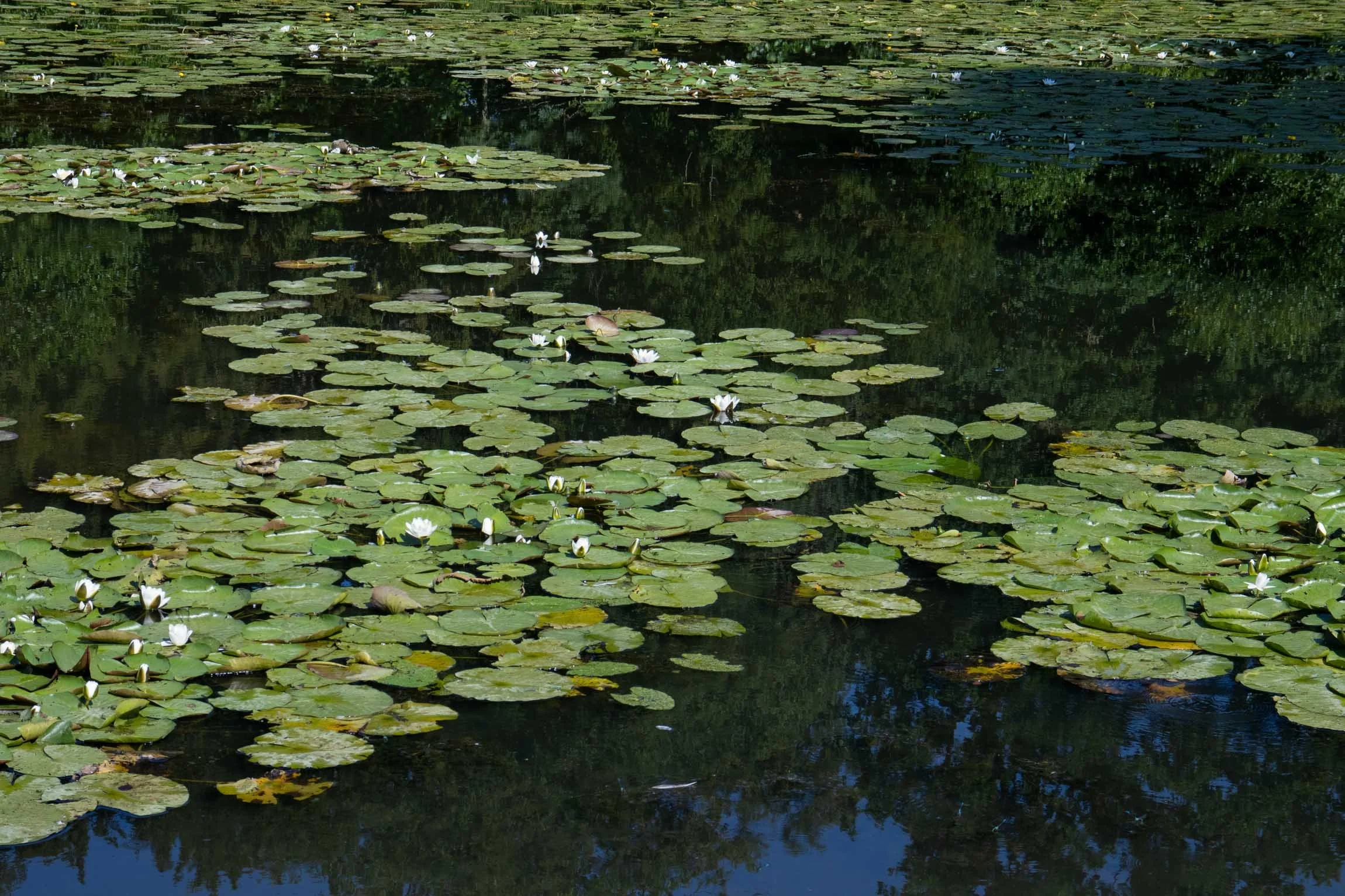 WaterlilySept26-5929.jpg