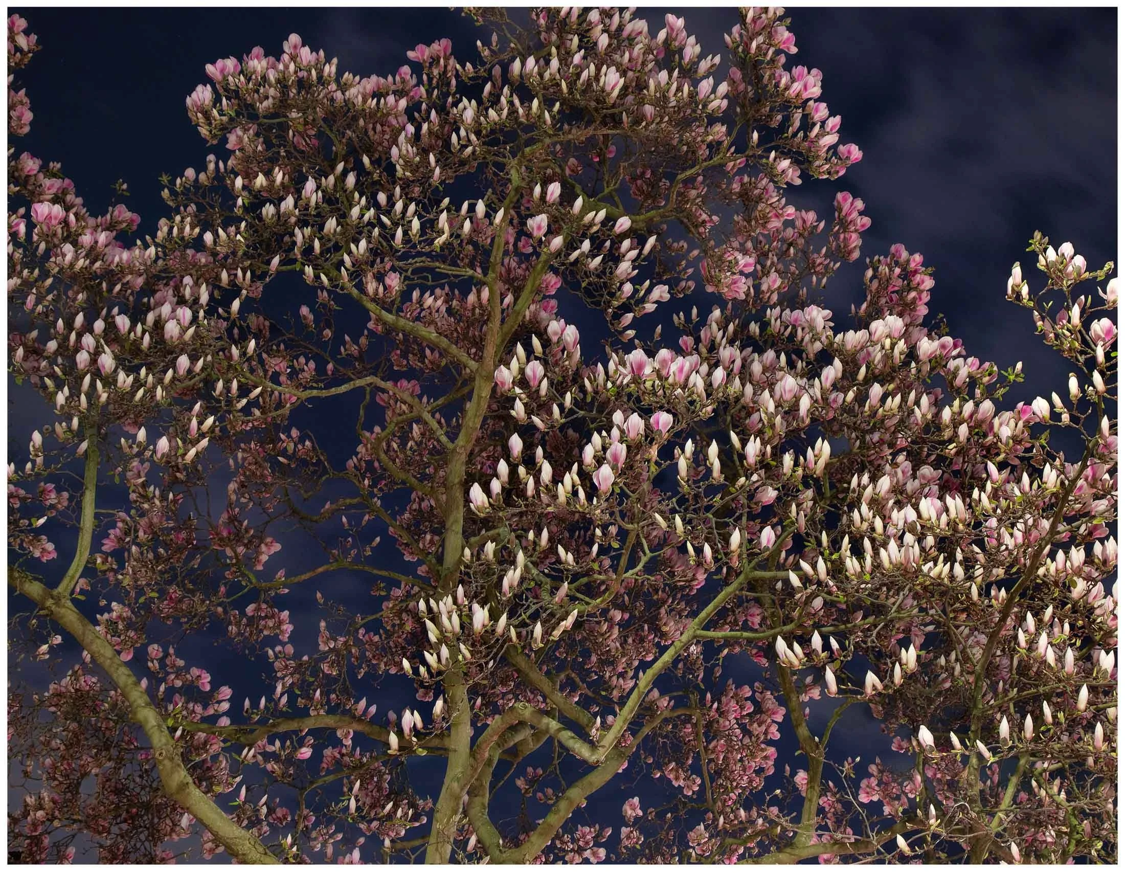 Nightime Magnolia for Web (SB)-.jpg