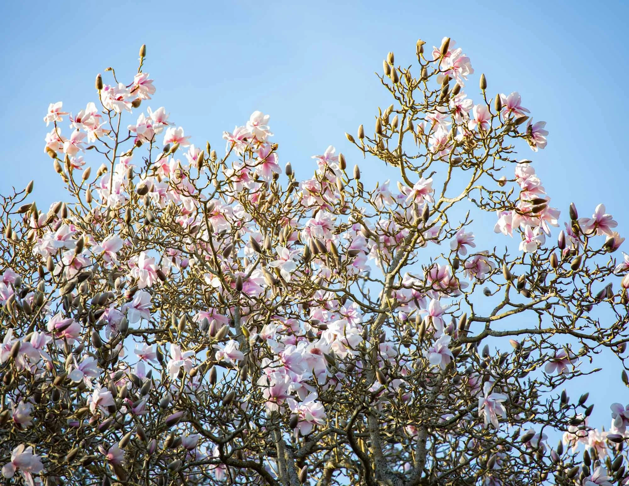 Magnolia 'Hope Findlay' I