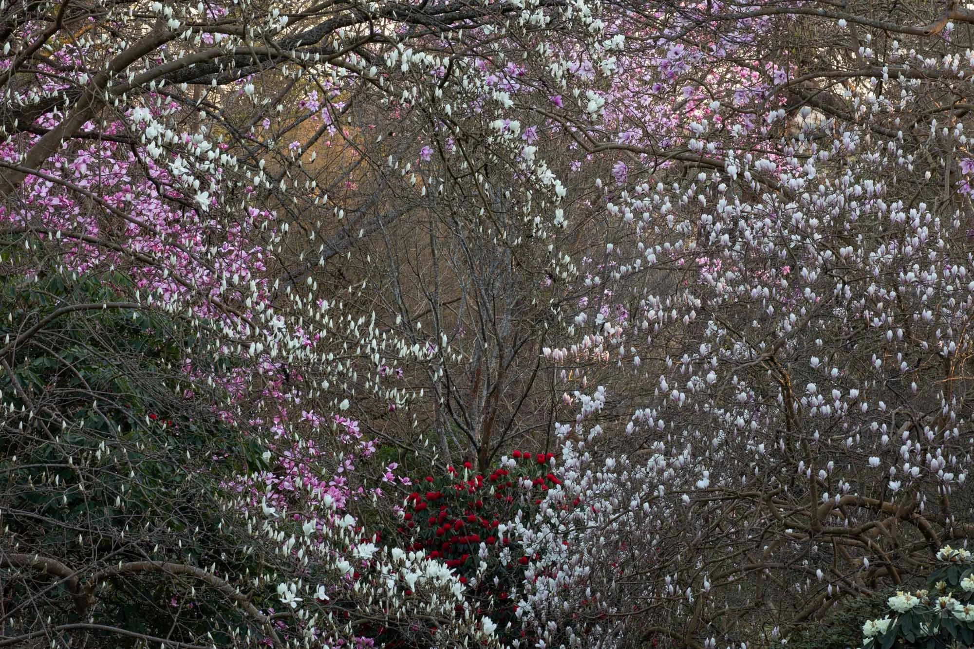 Magnolia 'Stage' VIII