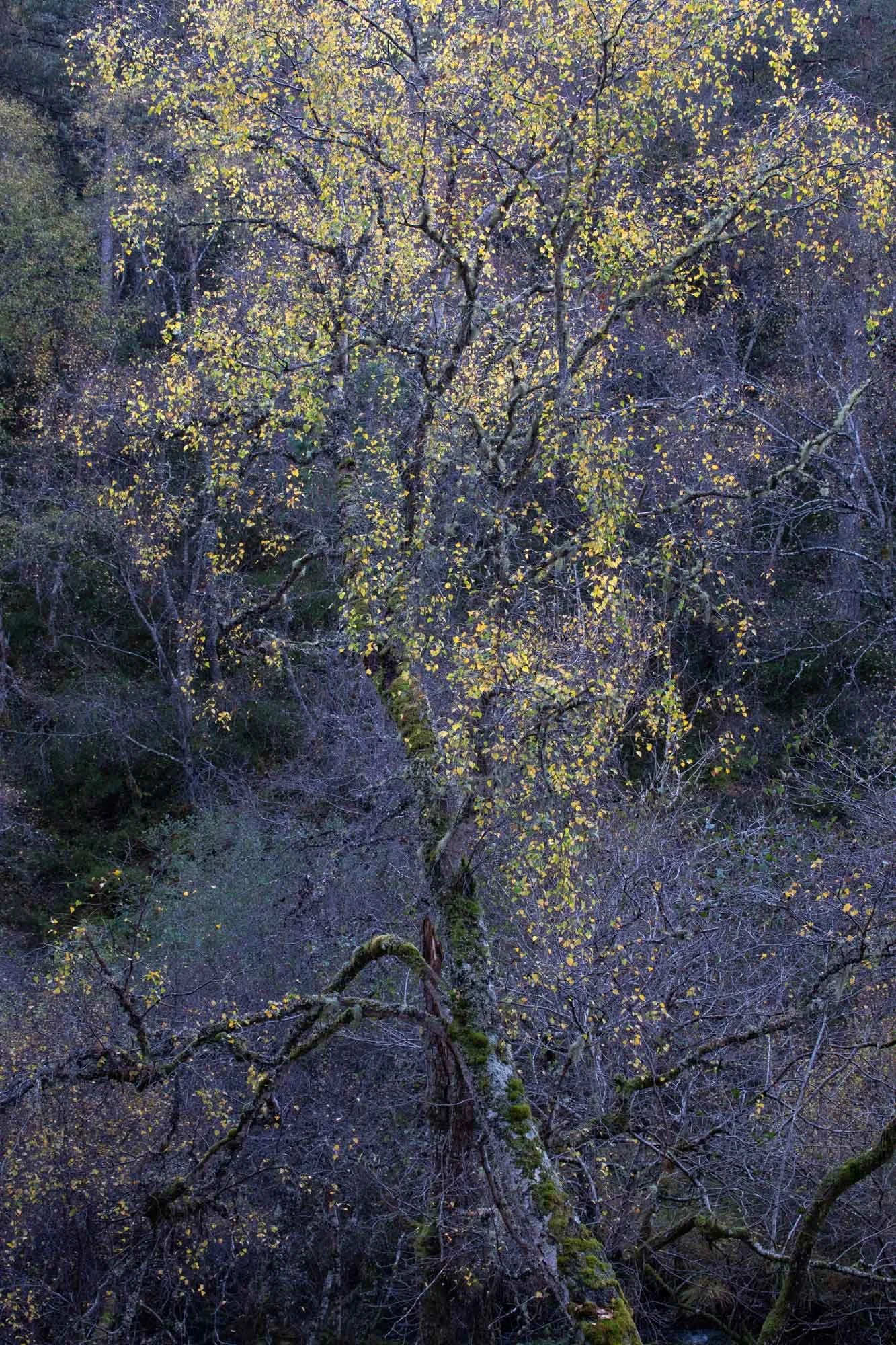Autumn Birch I