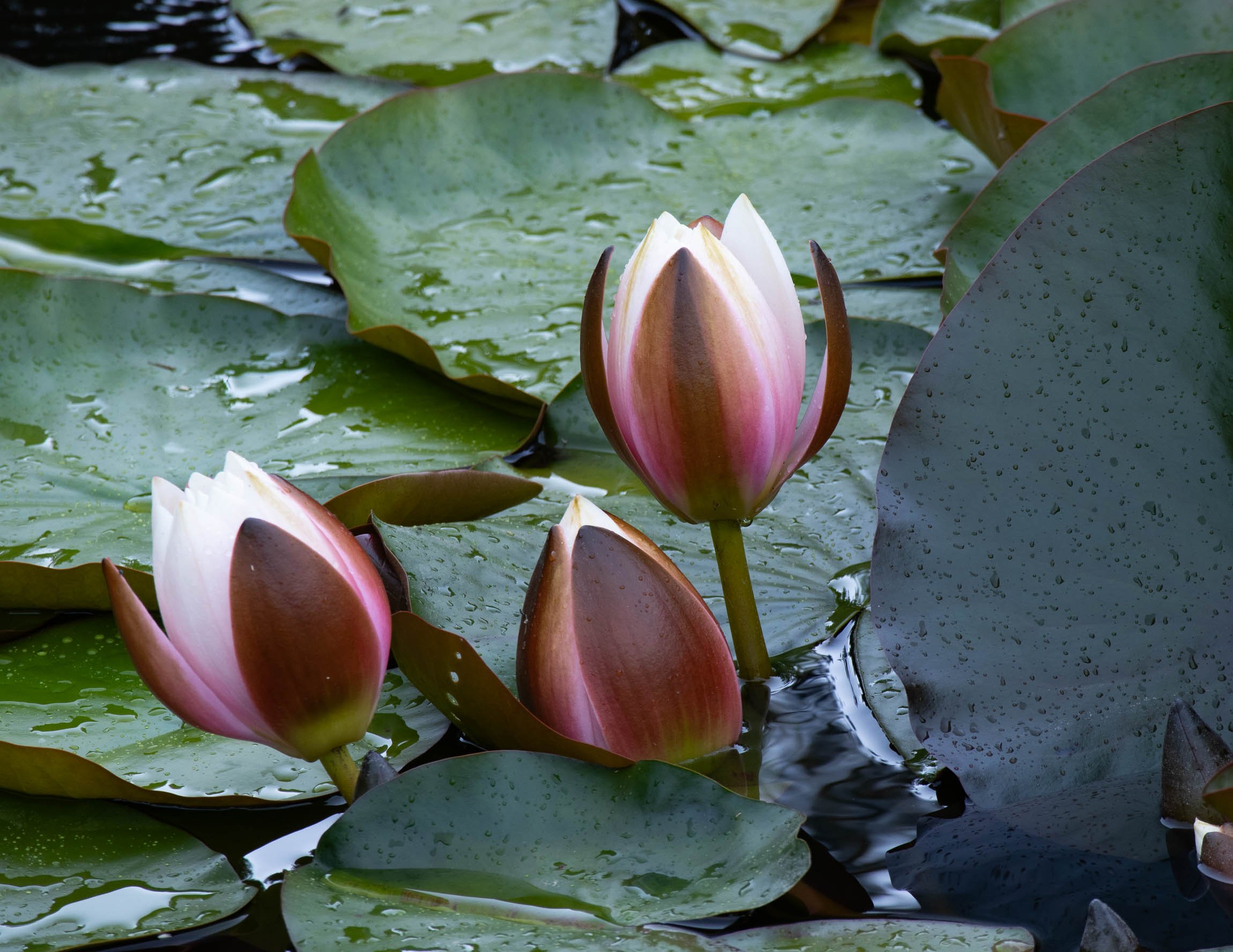 WaterlilySept26-6426.jpg