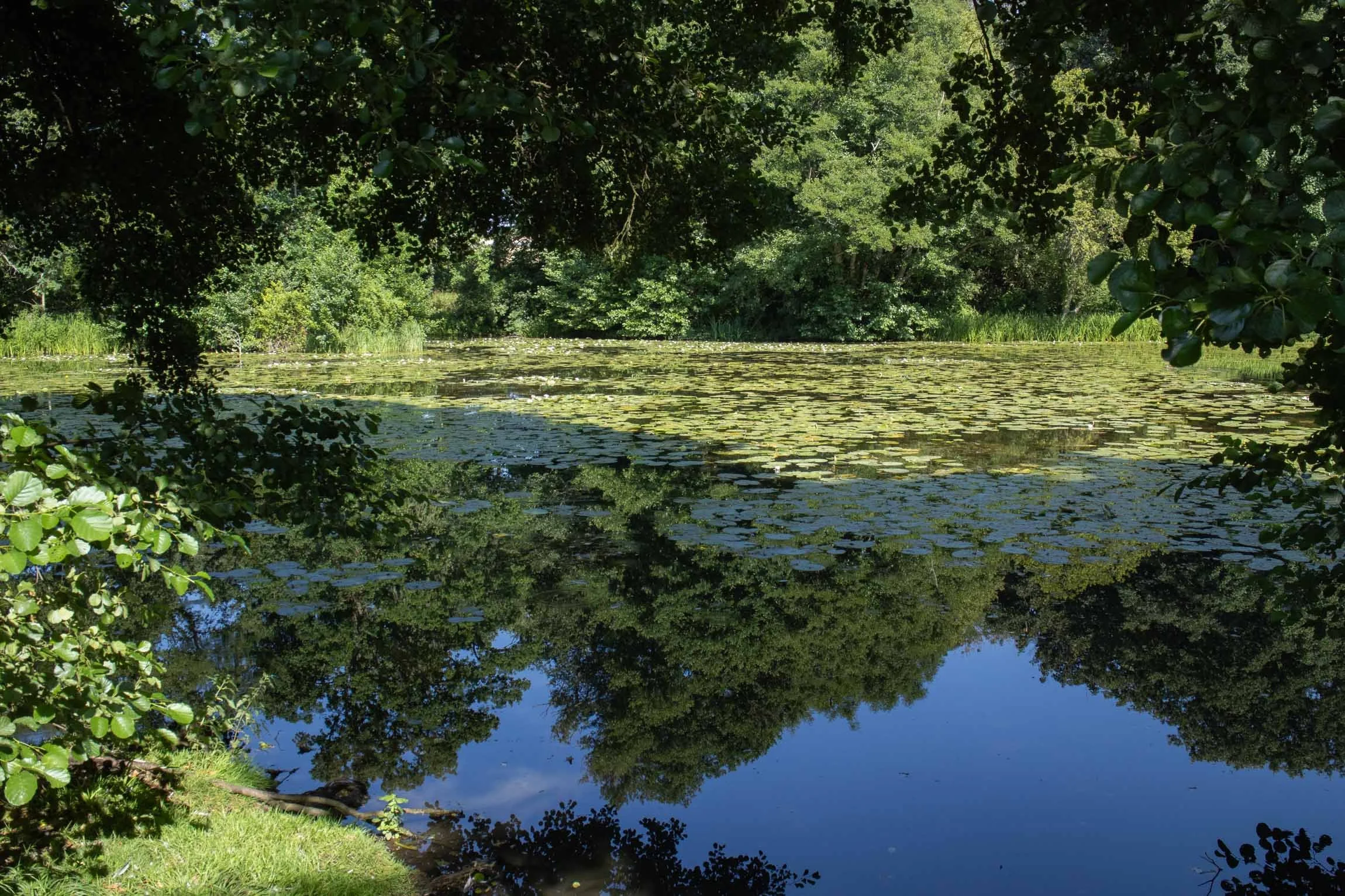 WaterlilySept26-5939.jpg