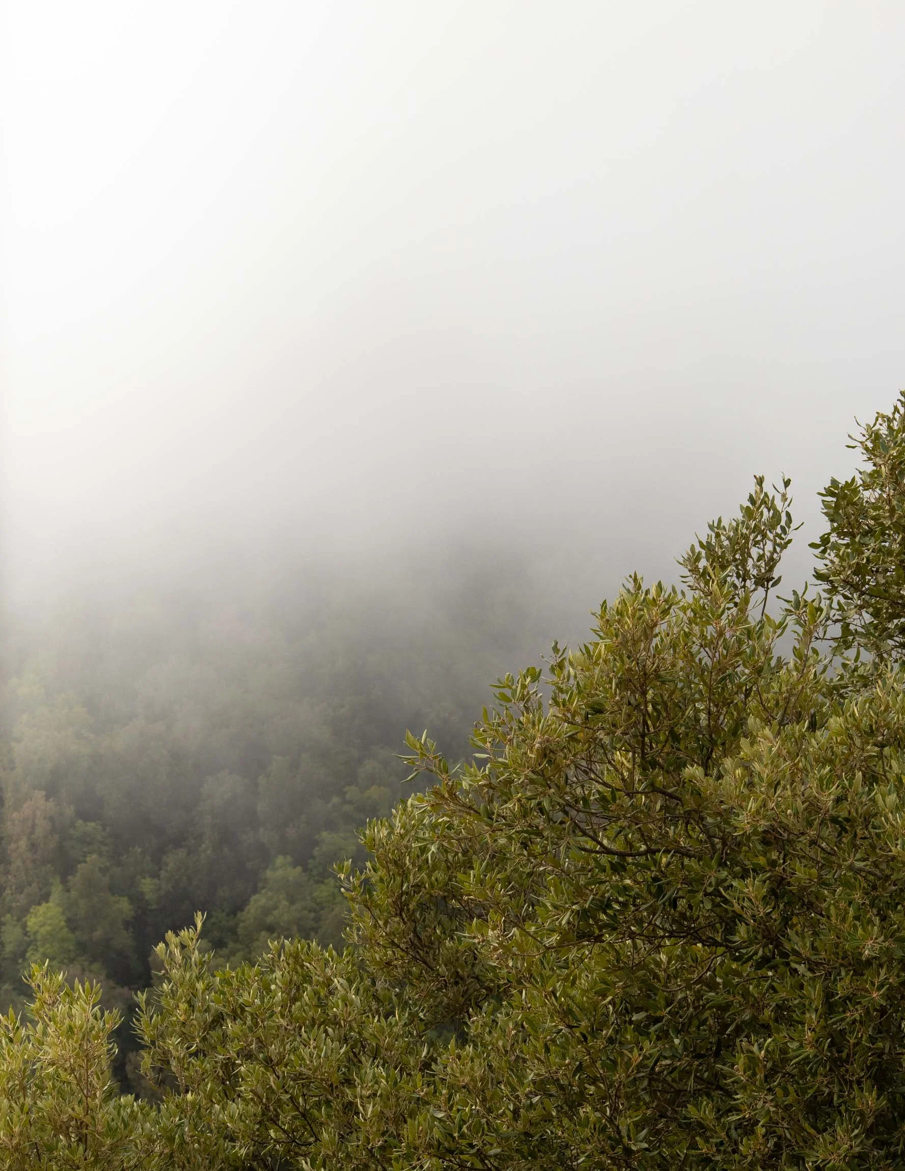 AmongstTuscanTrees26-6972.jpg