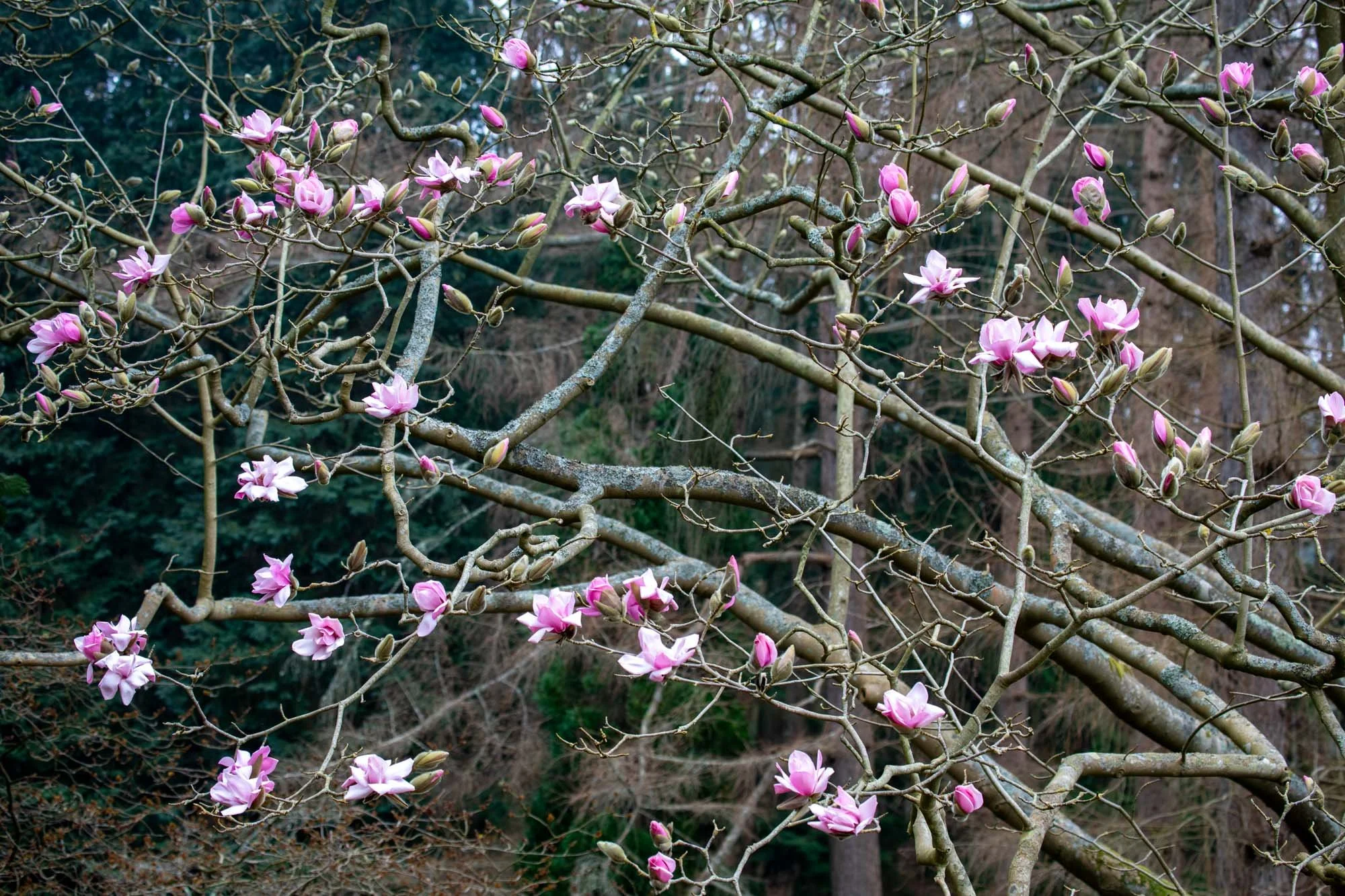 Magnolia 'Sprengeri Diva Seedling' II