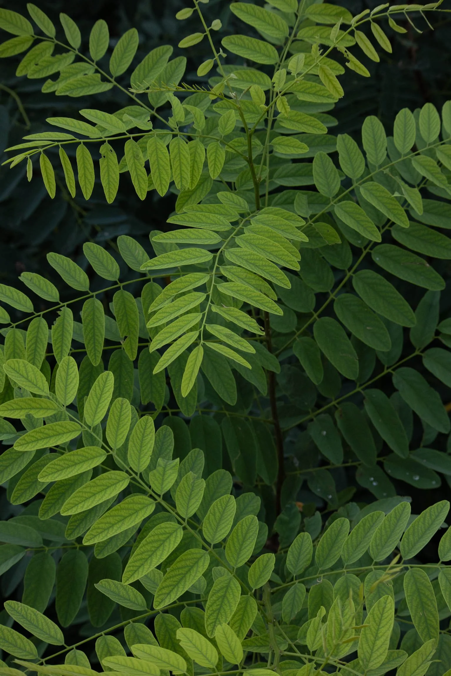 AmongstTuscanTrees26-7161.jpg