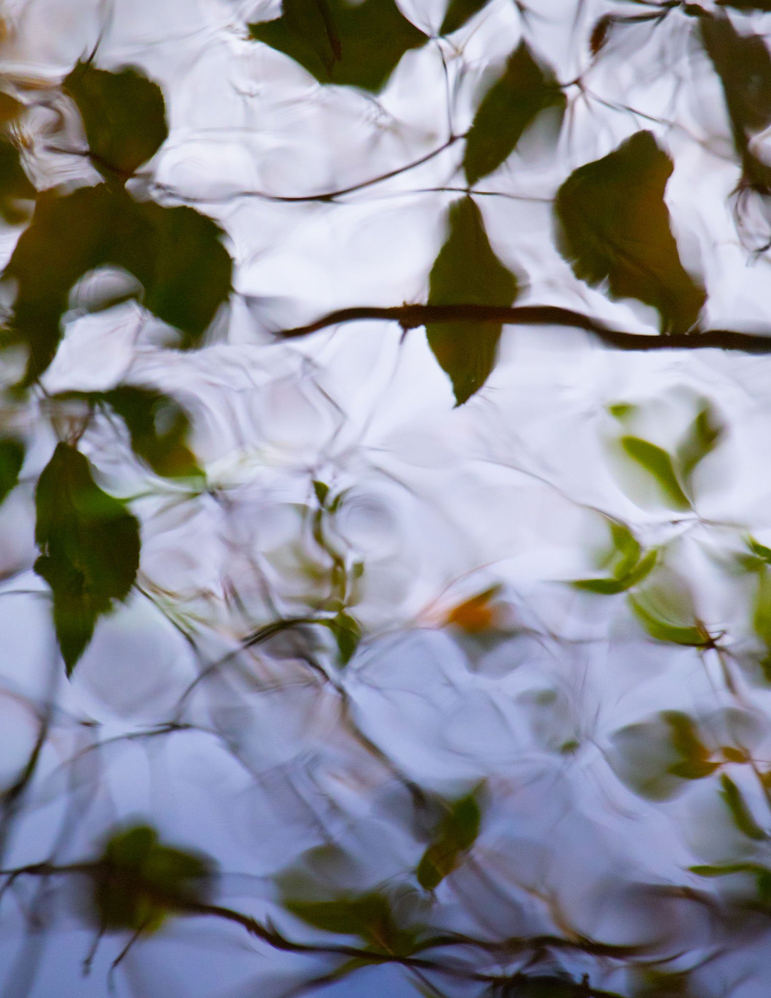 Golspie Burn Reflection I