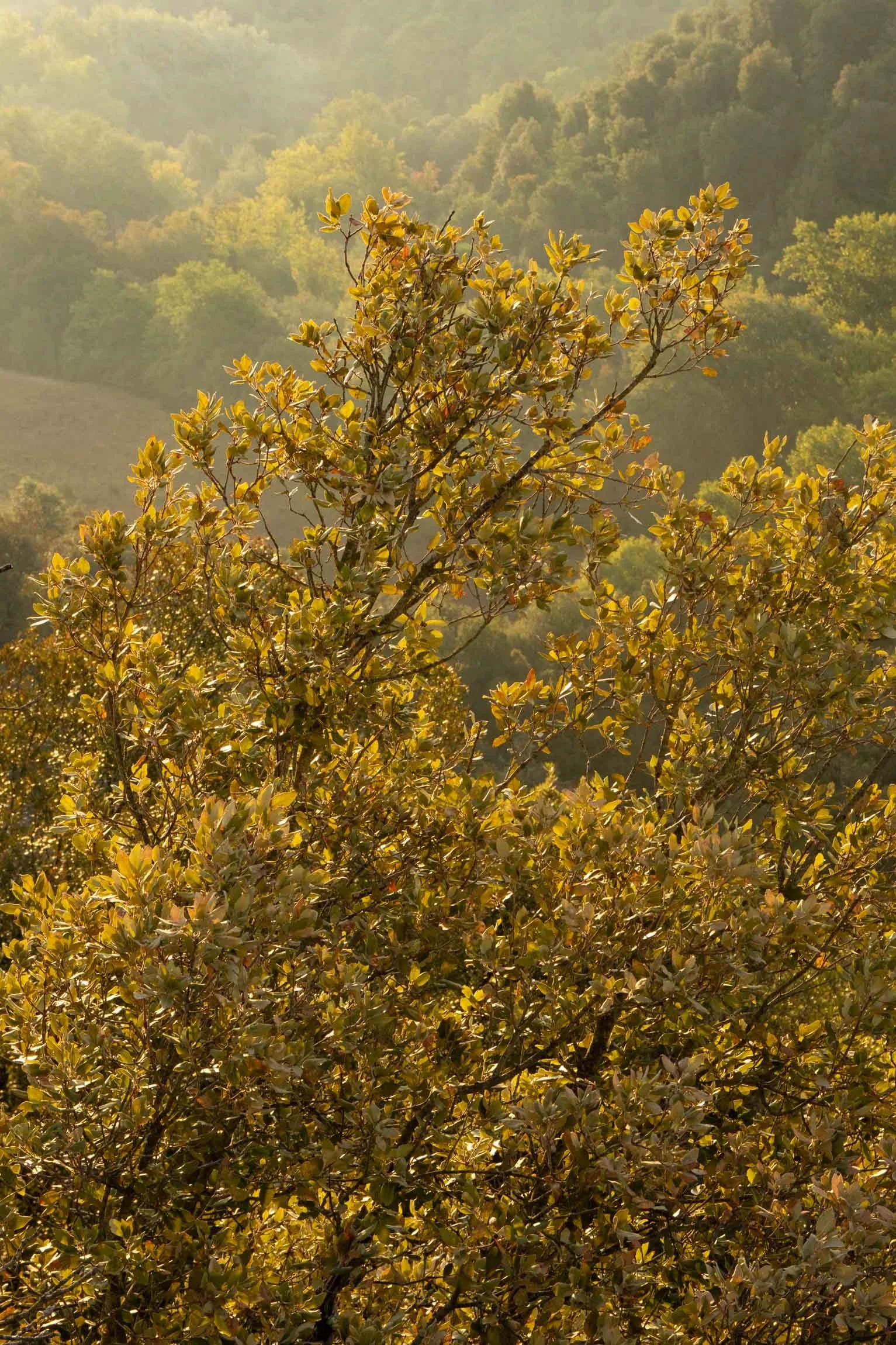 AmongstTuscanTrees26-7024.jpg