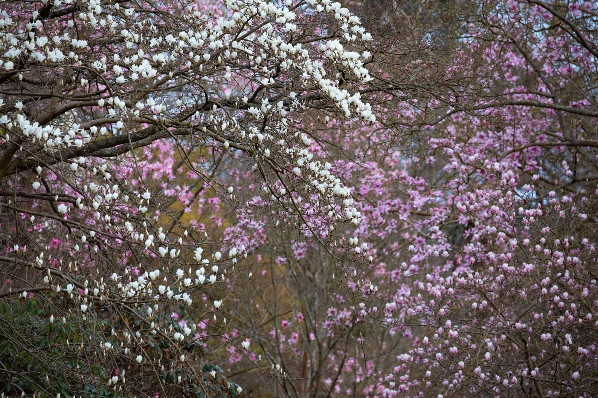 Magnolia 'Stage' II