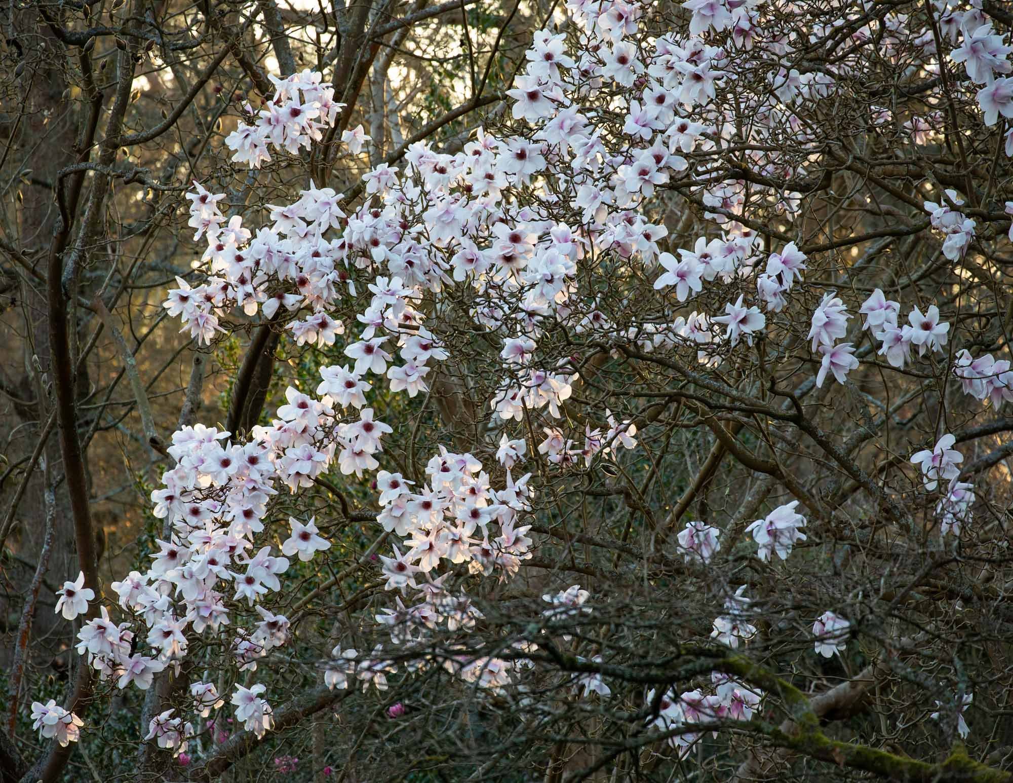 Magnolia 'Hope Findlay' IV