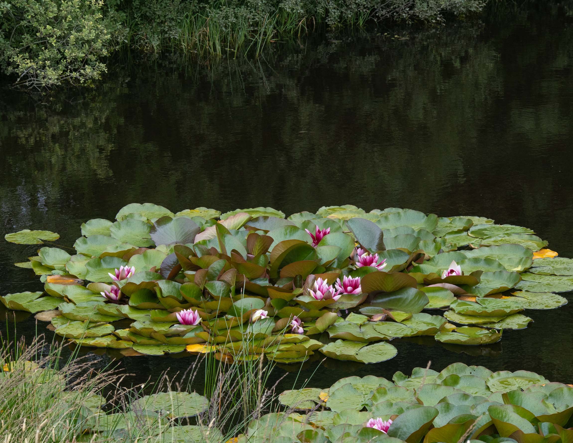 WaterlilySept26-6495.jpg
