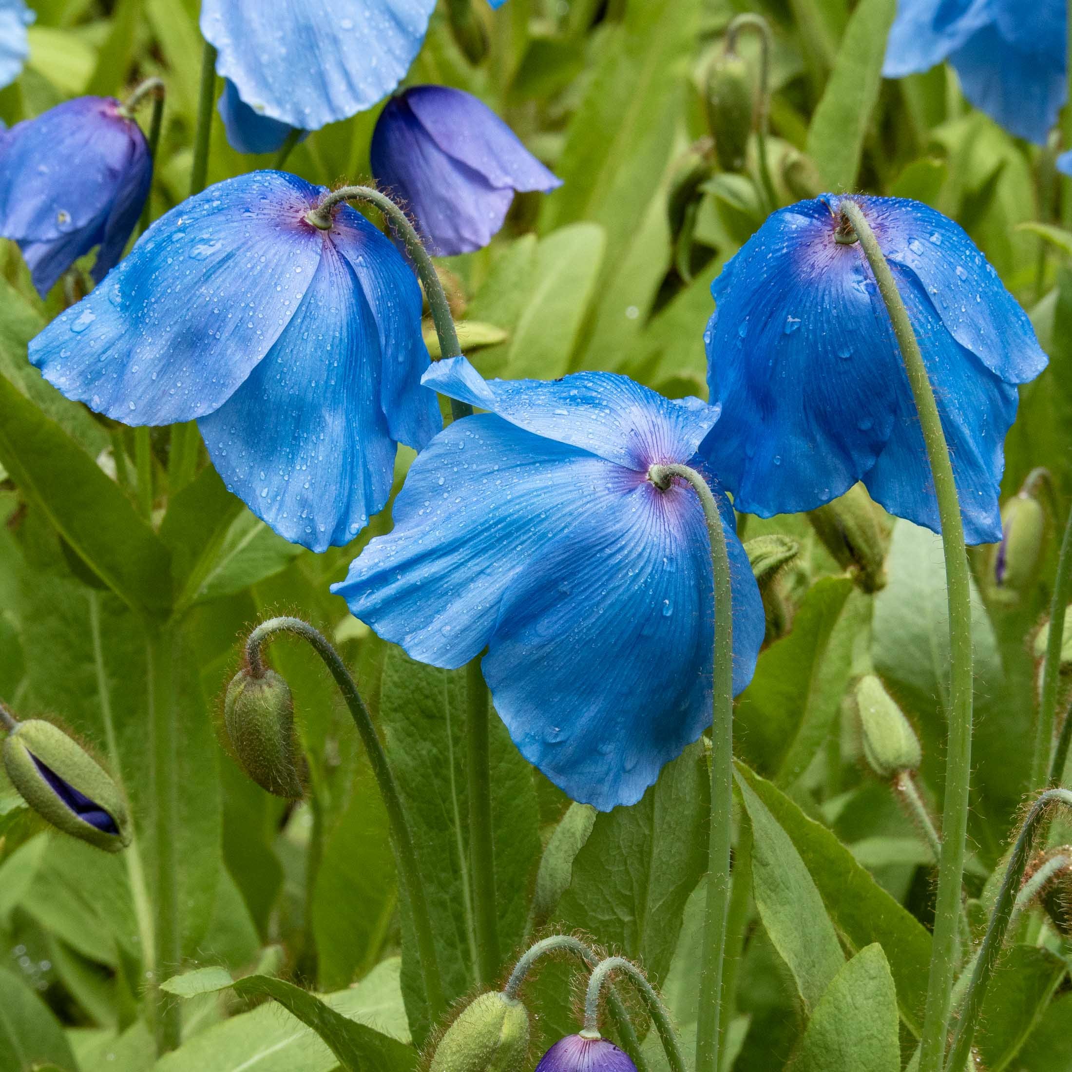meconopsis-5132.jpg