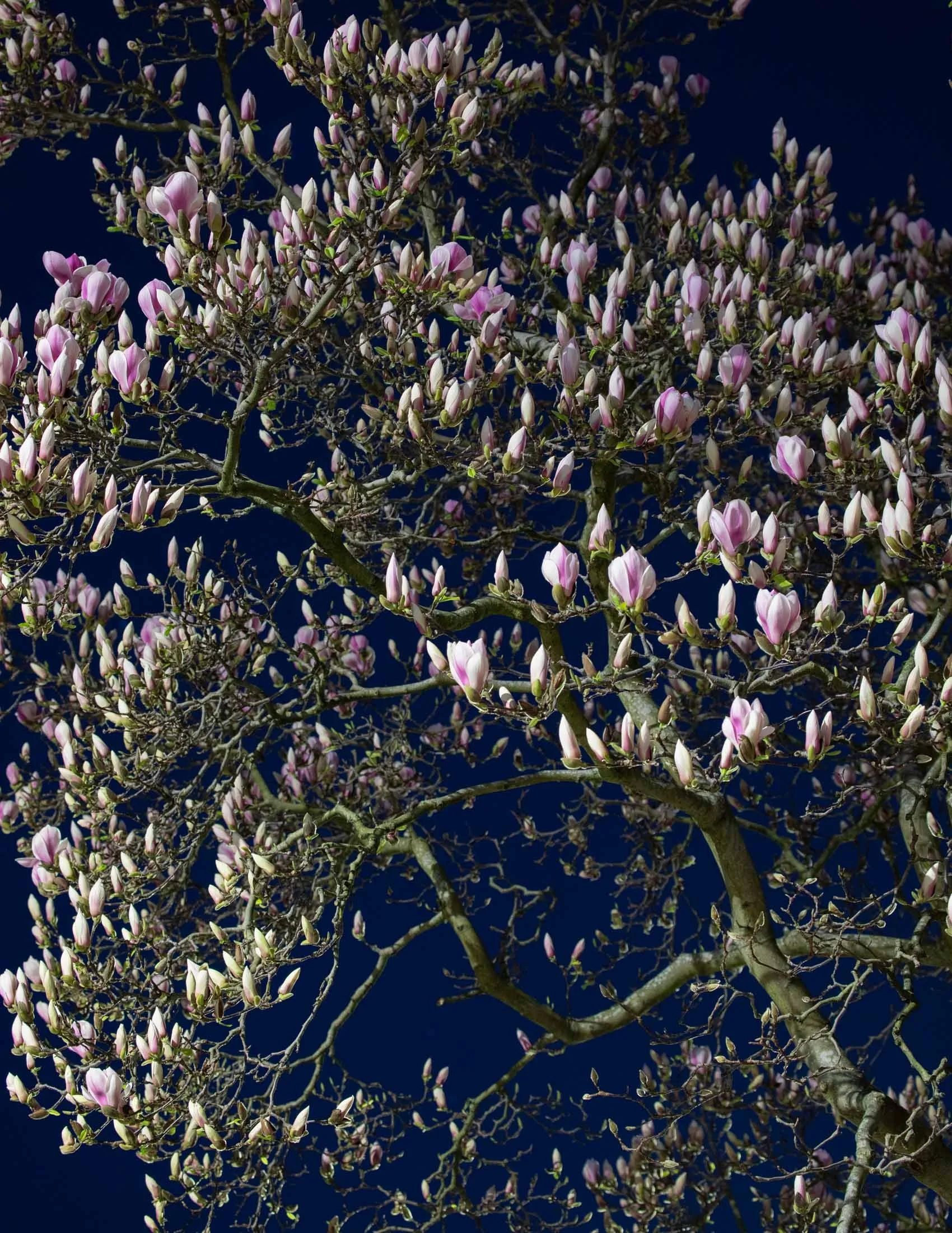 Nightime Magnolia-0063.jpg