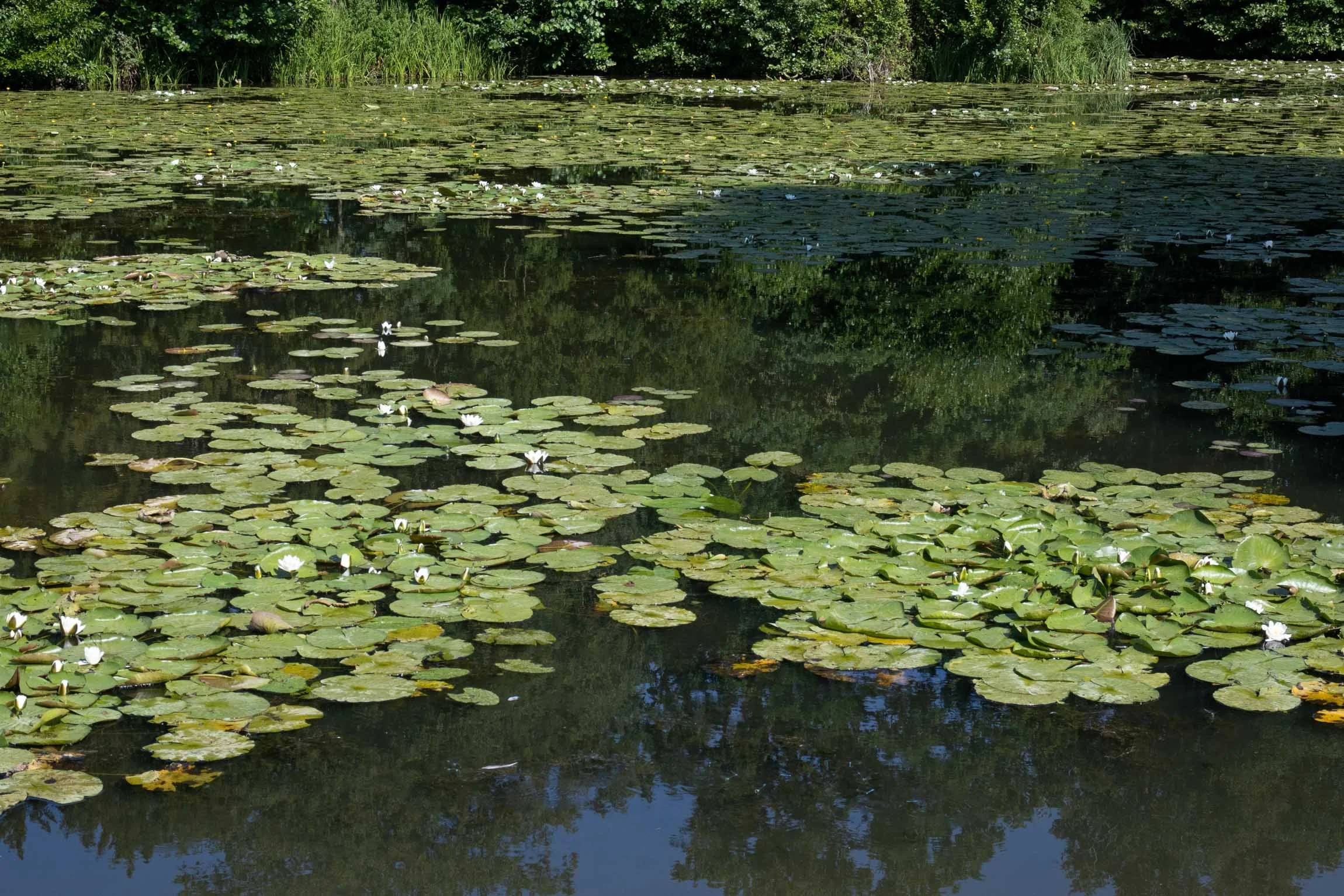 WaterlilySept26-5928.jpg