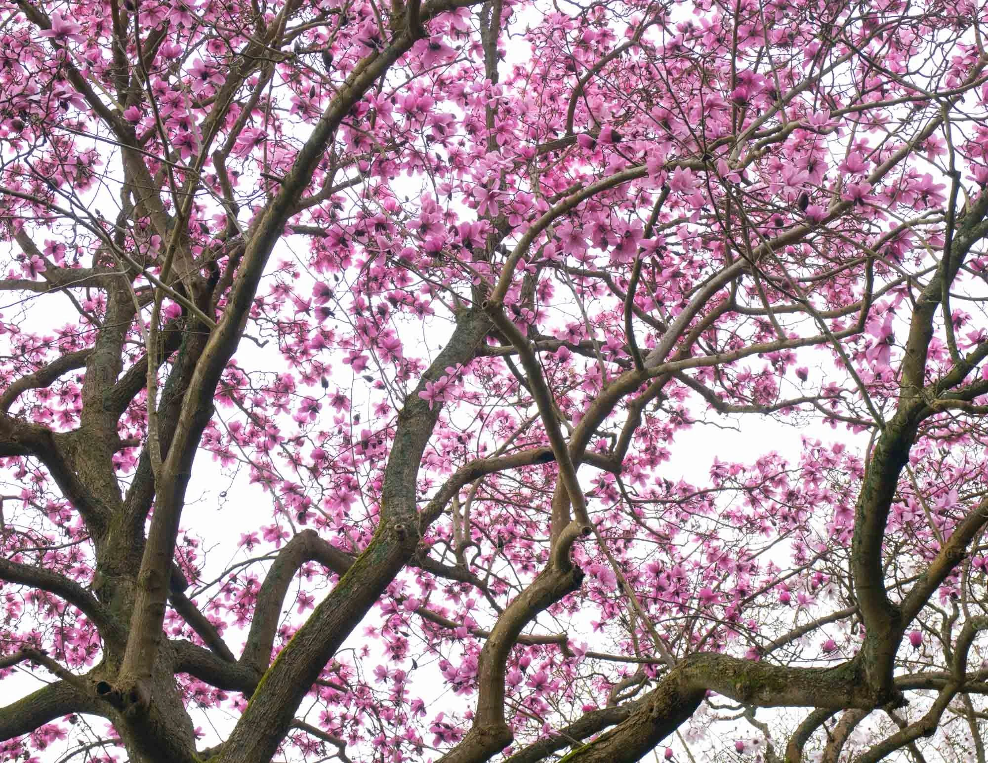Magnolia 'His Majesty King Charles III' - III
