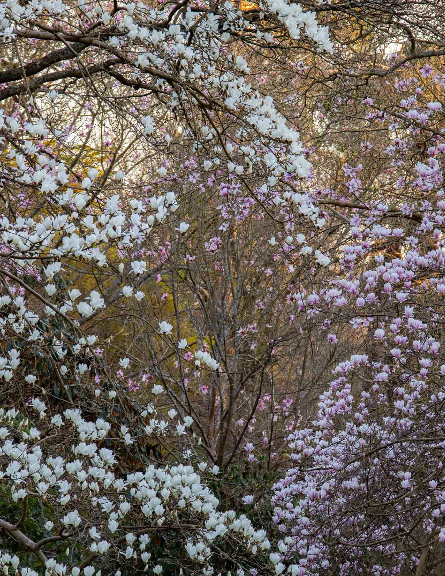 Magnolia 'Stage' X