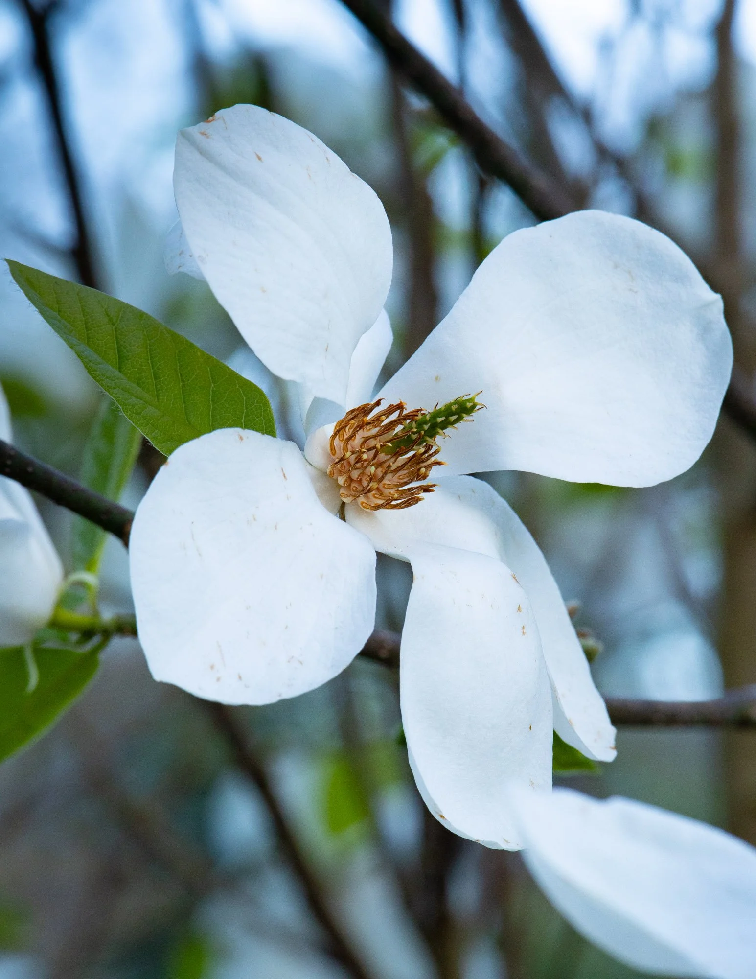 Magnolia 'Kobus Janaki Ammal', Champion Tree