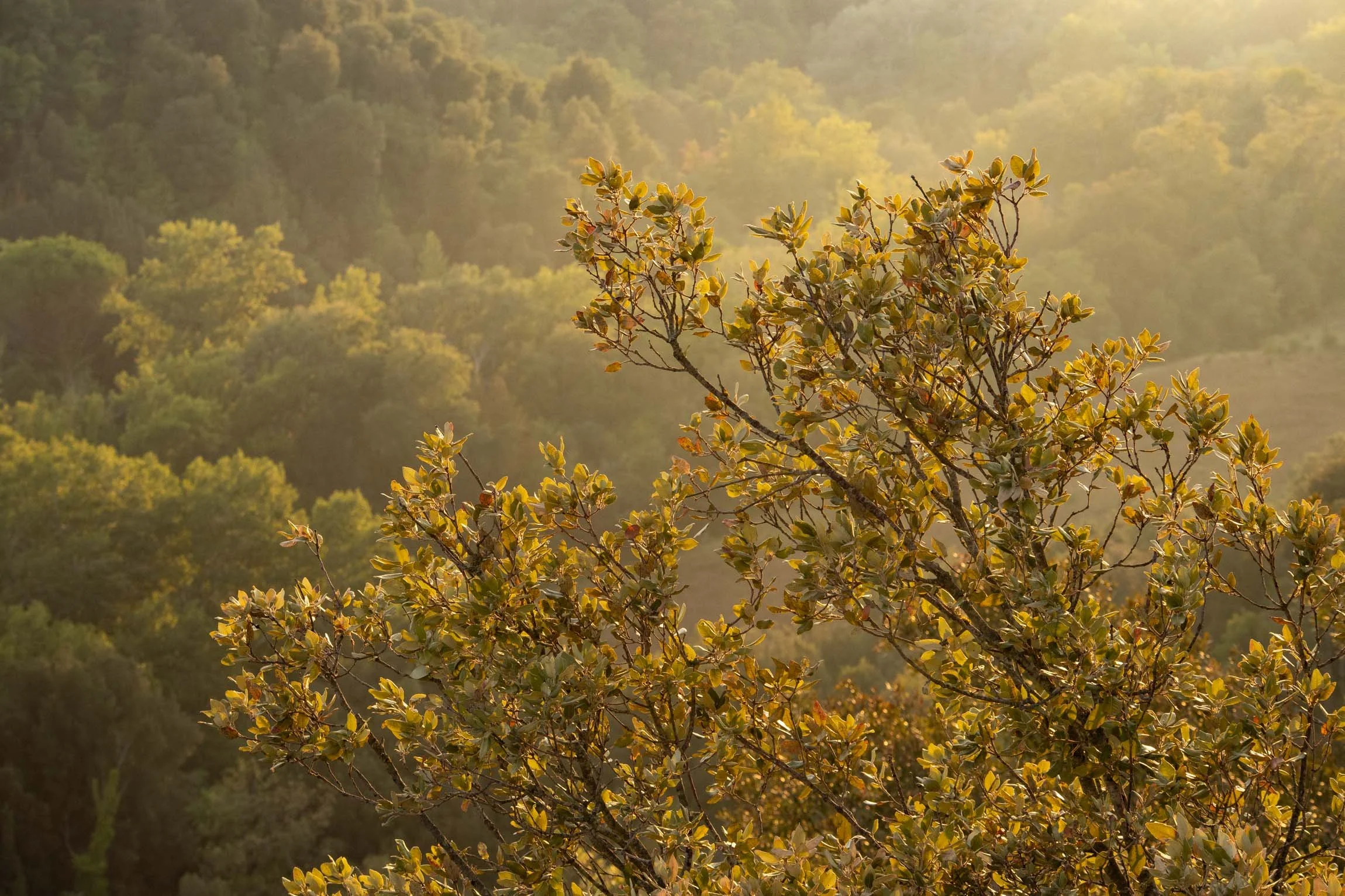 AmongstTuscanTrees26-7015.jpg