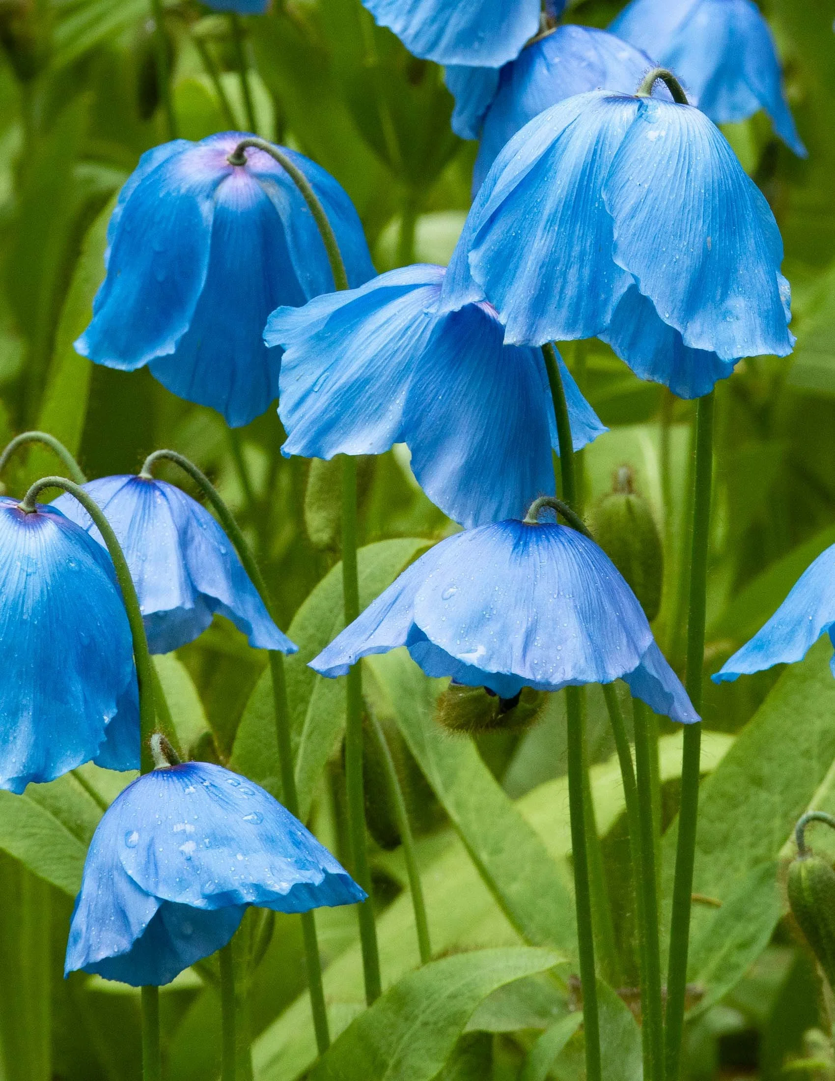 meconopsis-5106.jpg