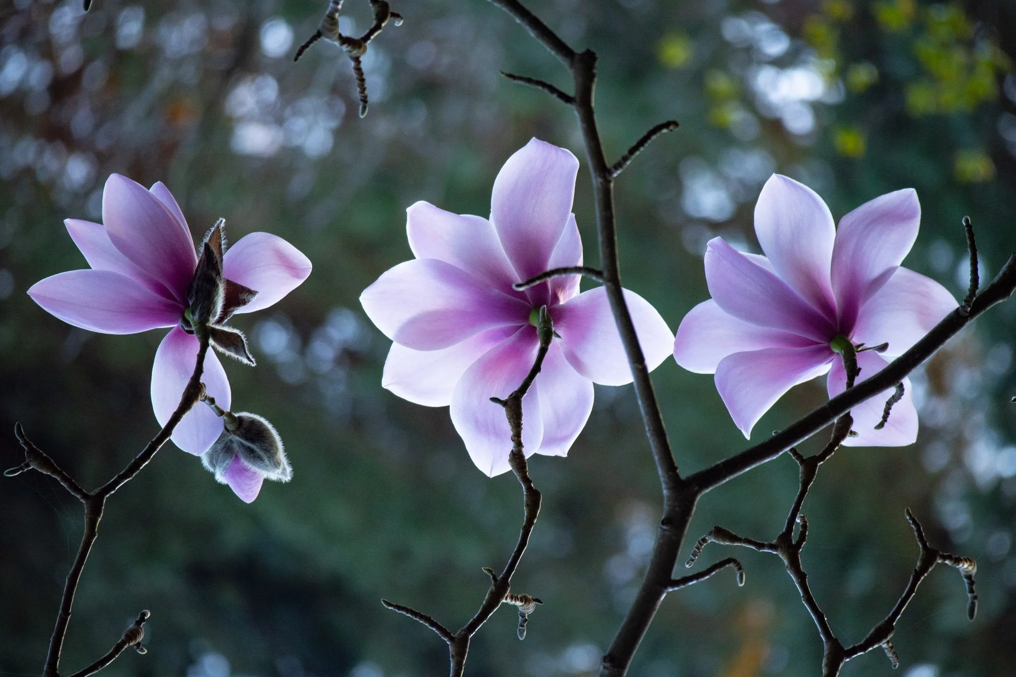 Magnolia 'Sprengeri Diva Seedling' XI