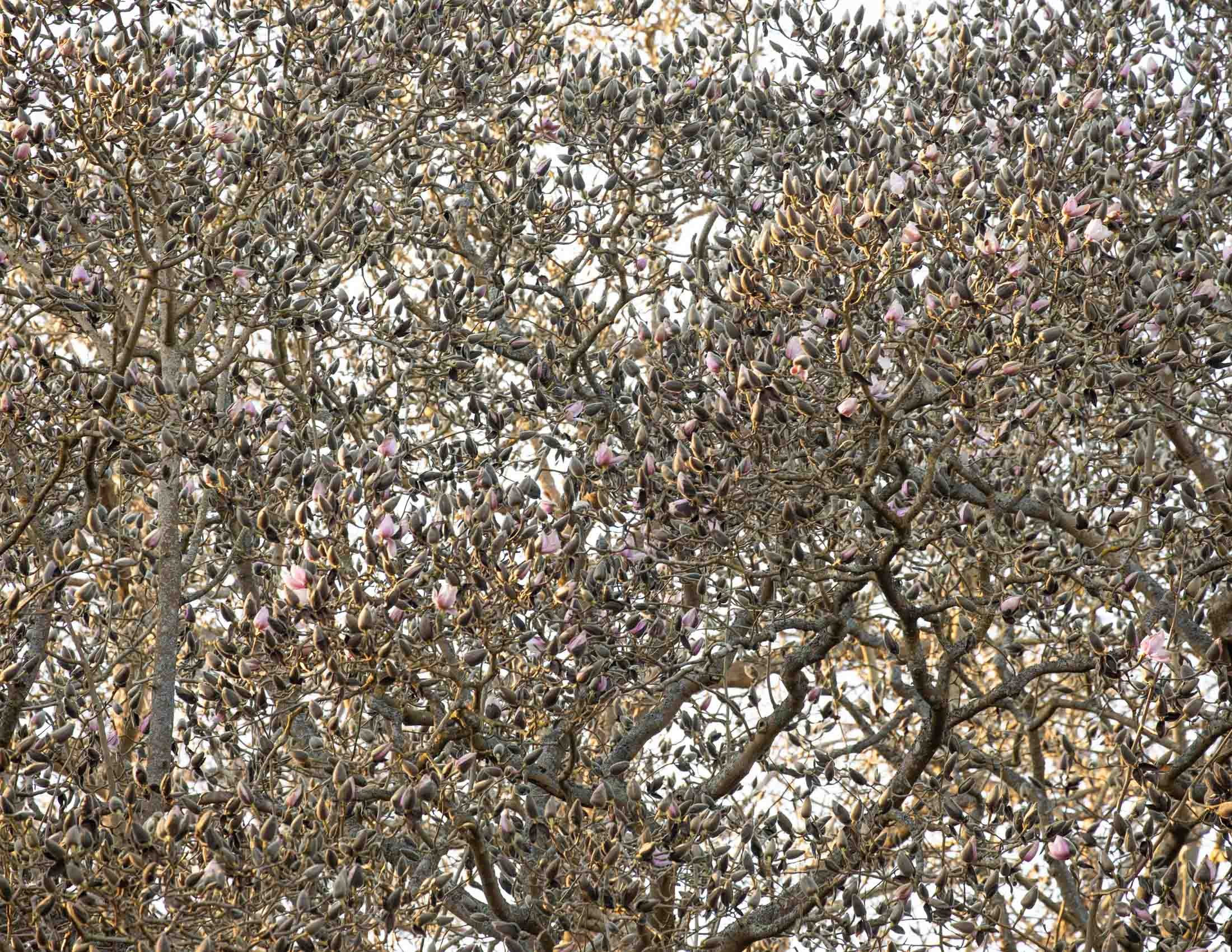 Magnolia 'Hope Findlay' I