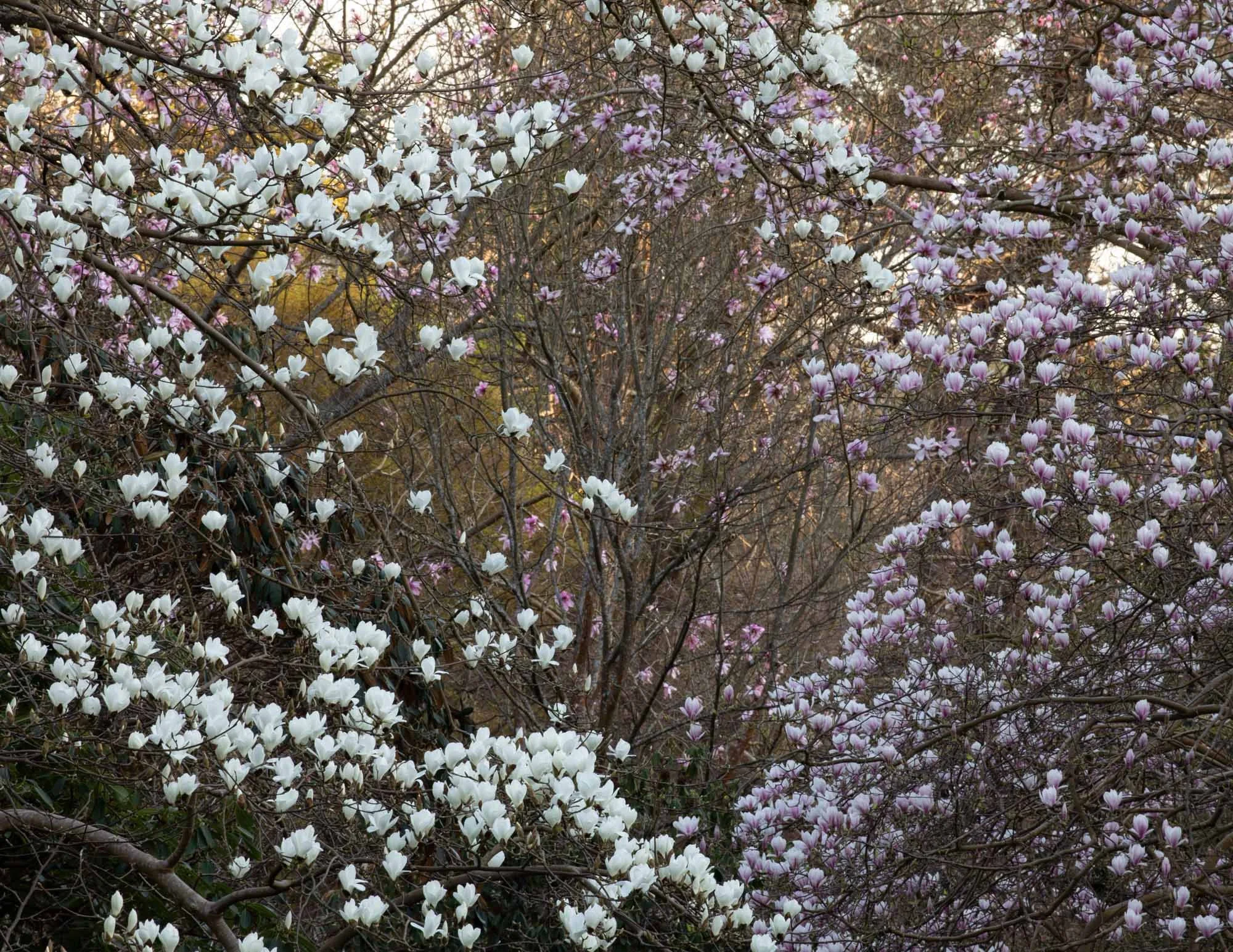 Magnolia 'Stage' VII