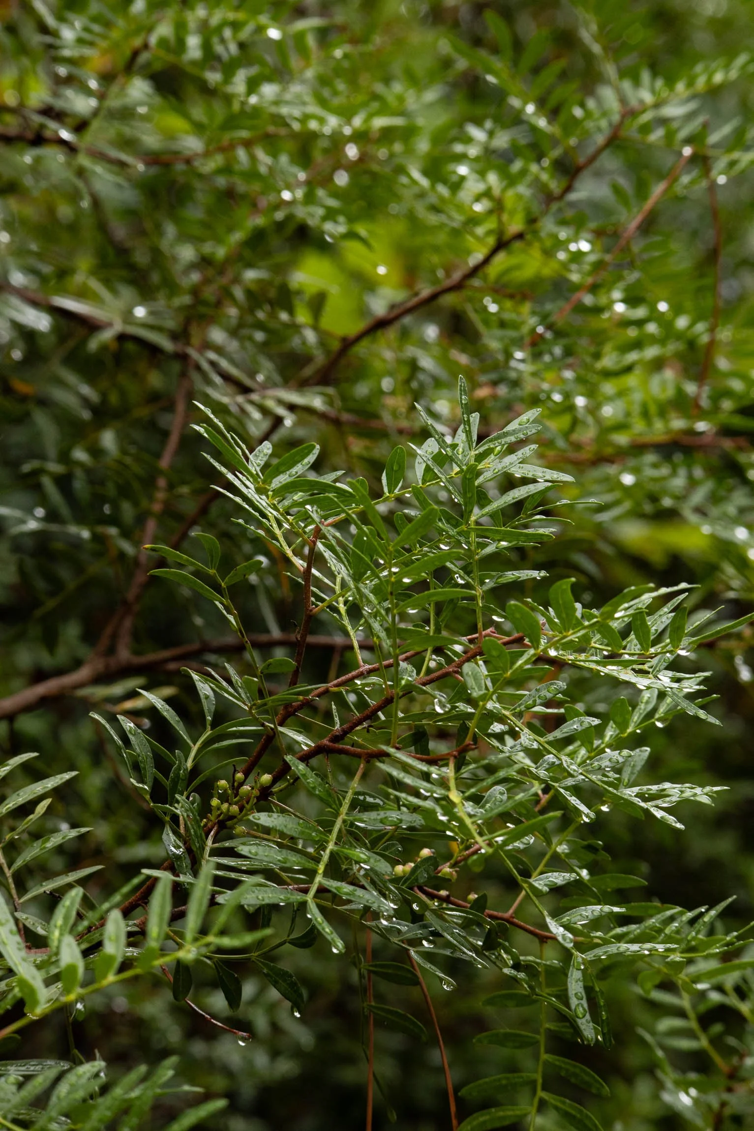 AmongstTuscanTrees26-7060.jpg