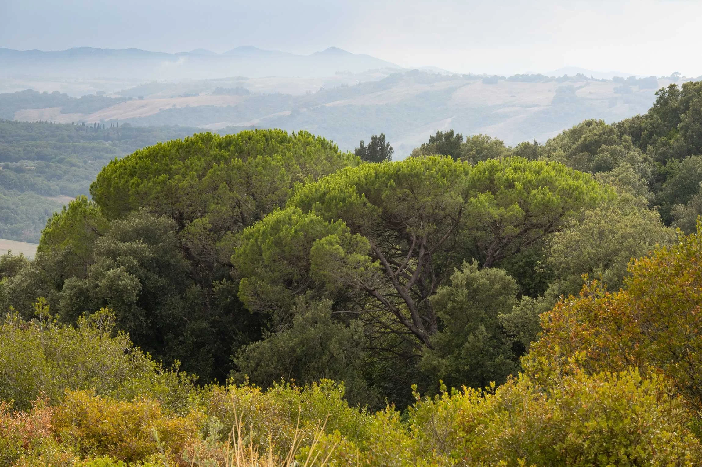 AmongstTuscanTrees26-7109.jpg