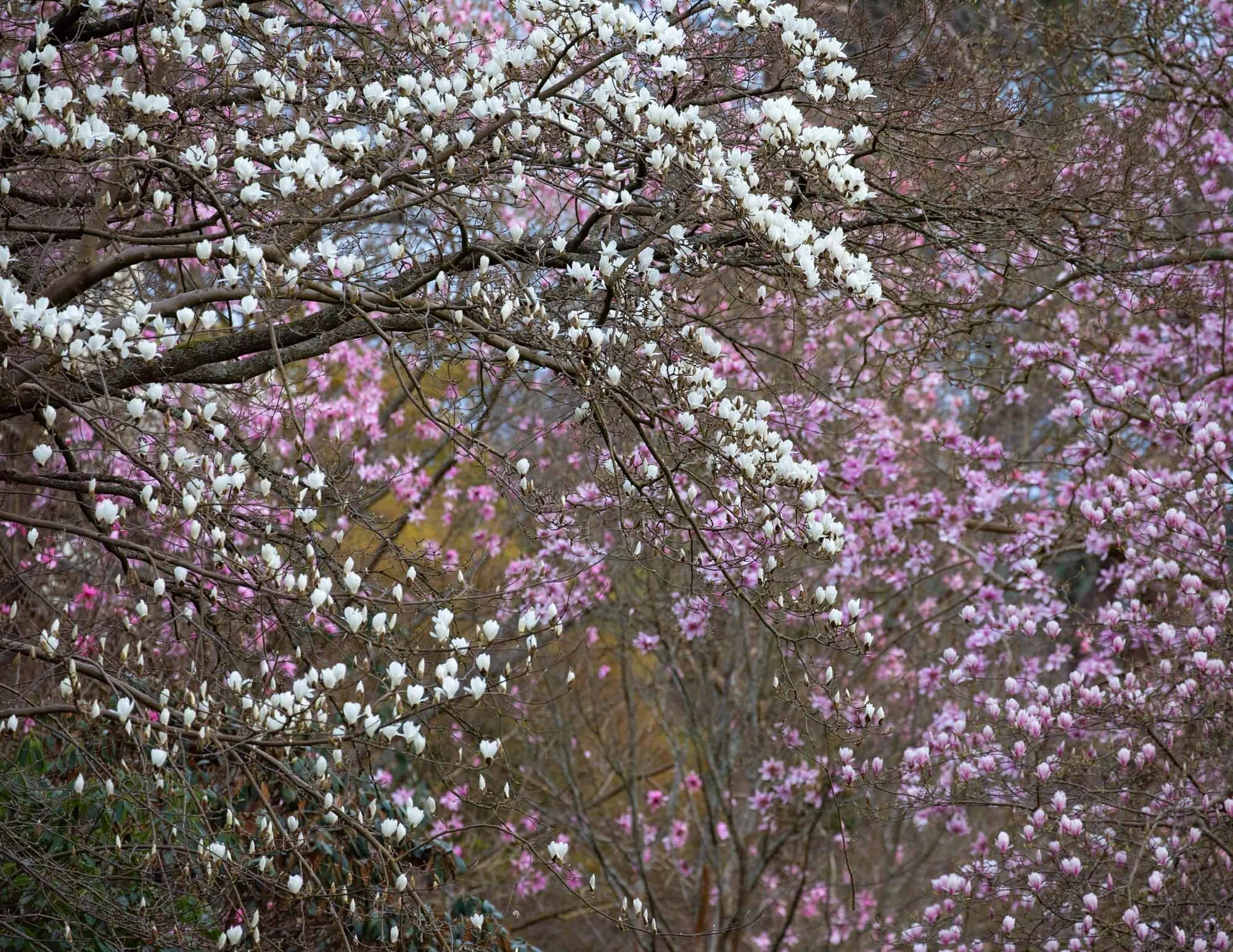 Magnolia 'Stage' I