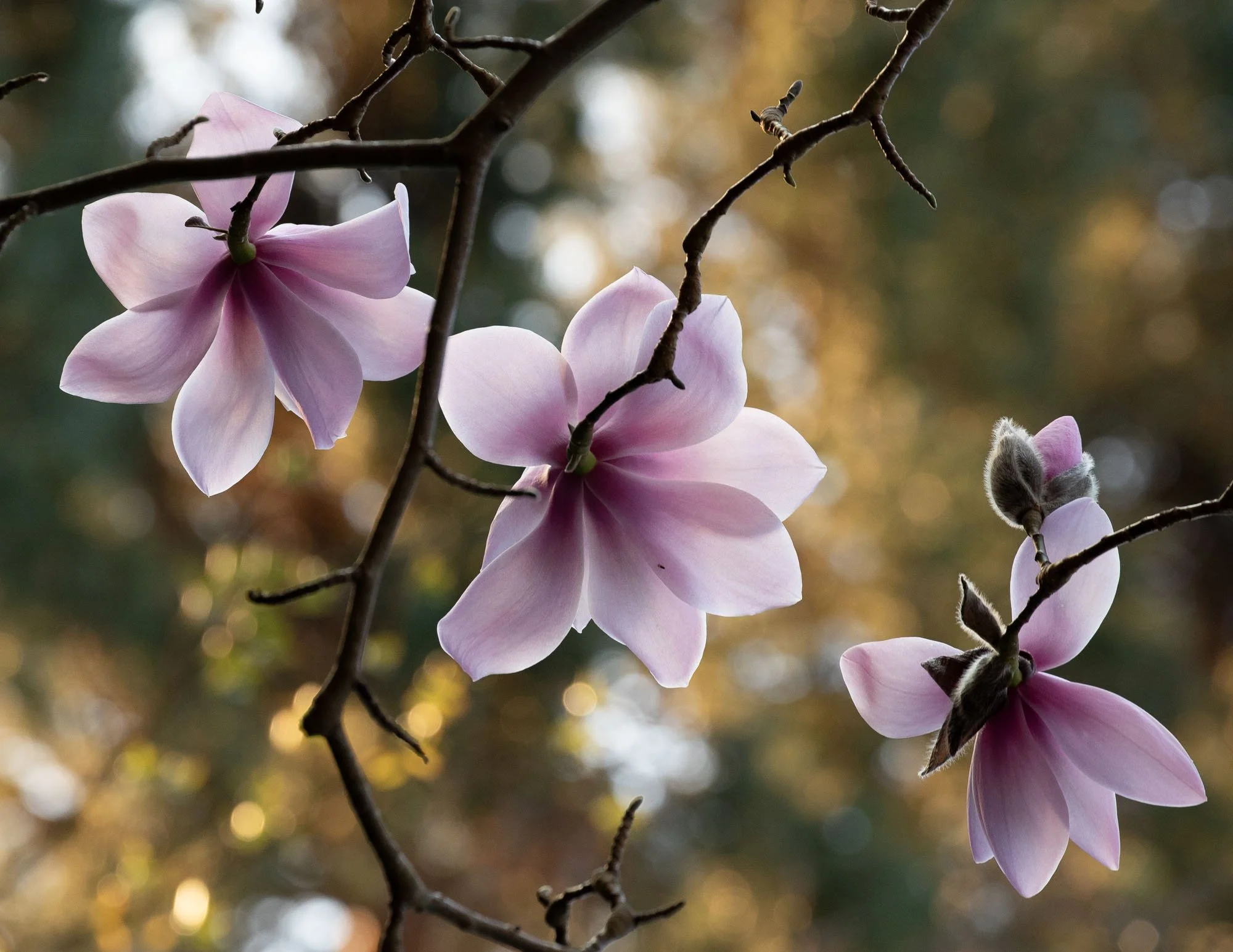 Magnolia 'Sprengeri Diva Seedling' IX