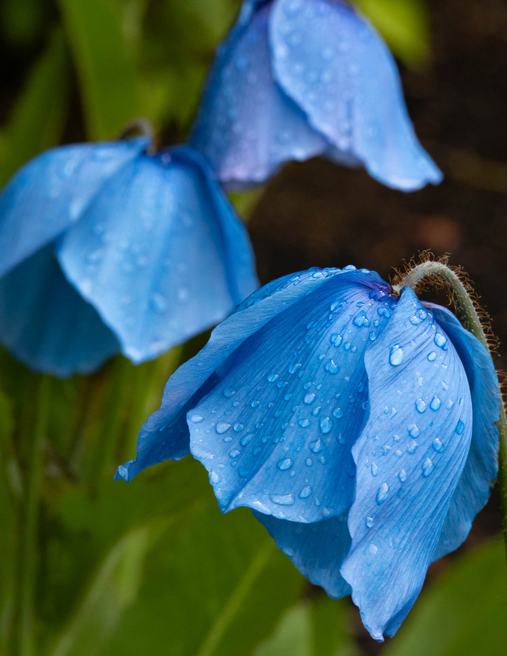 meconopsis-4928.jpg