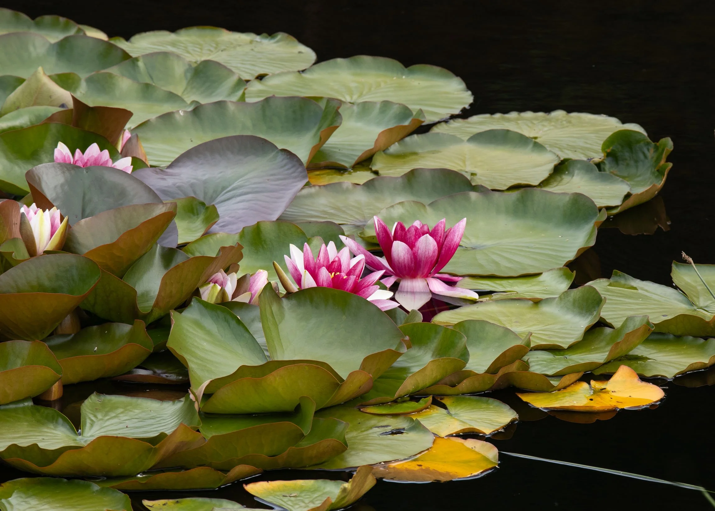 WaterlilySept26-6100.jpg