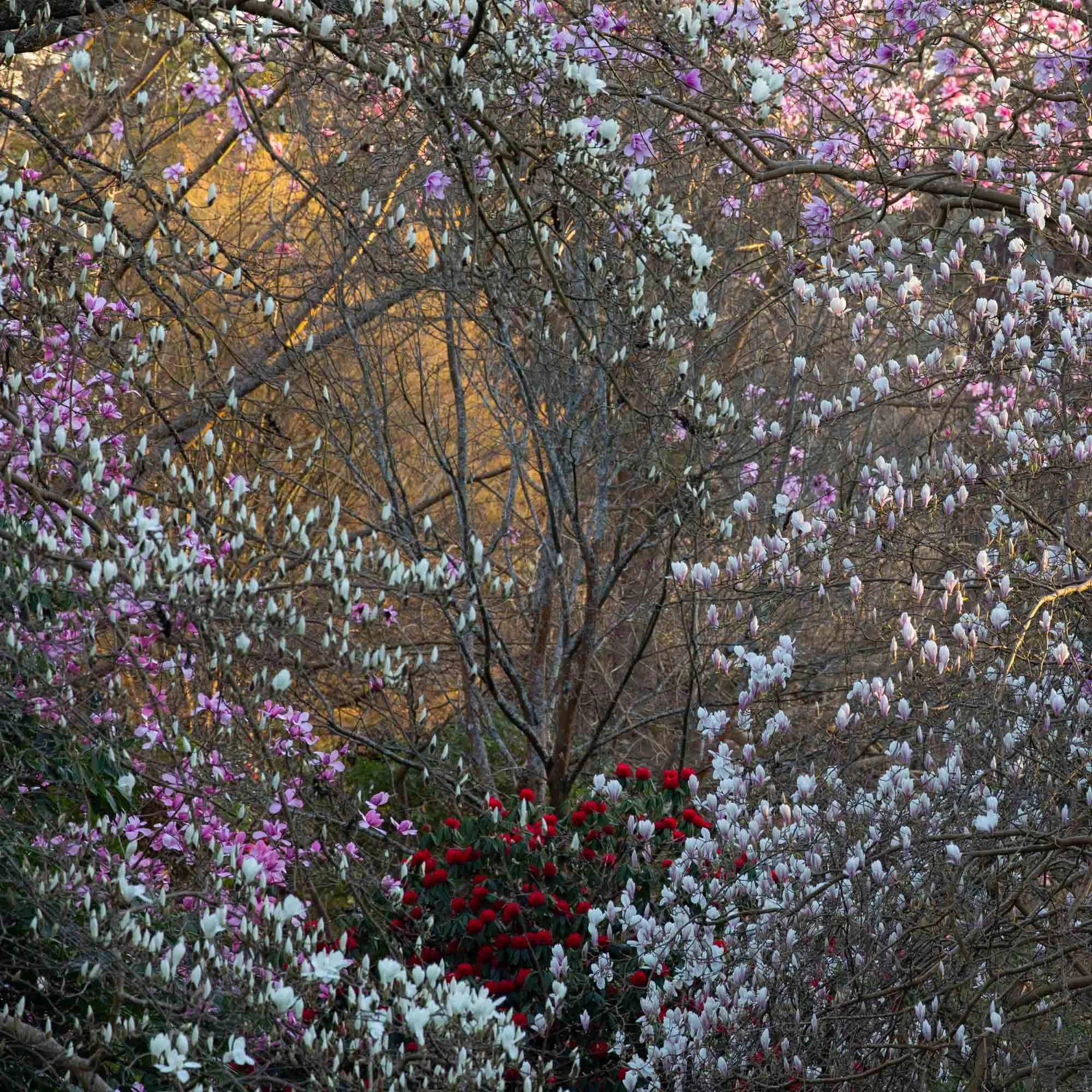 Magnolia 'Stage' IV