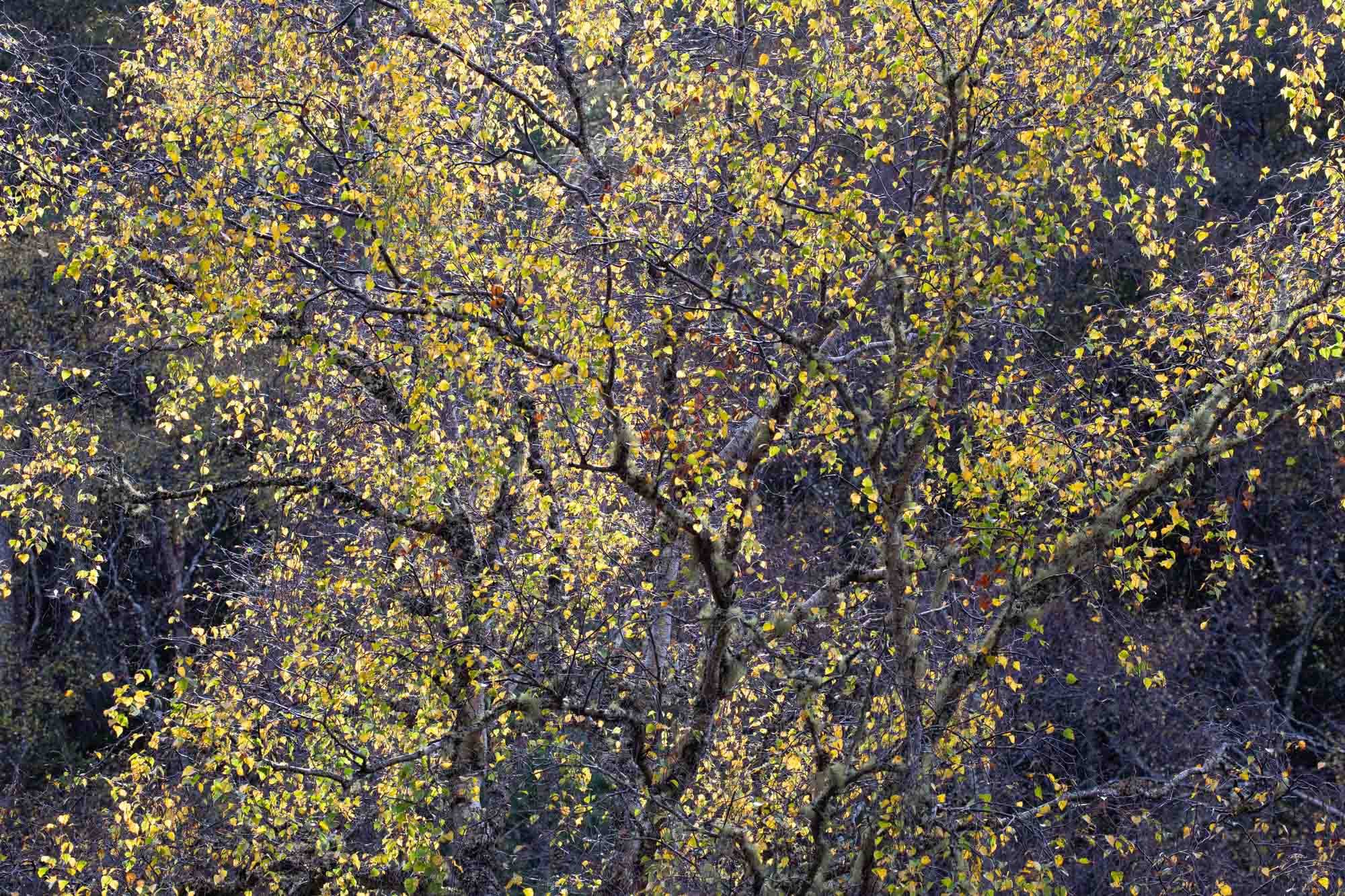 Autumn Birch II