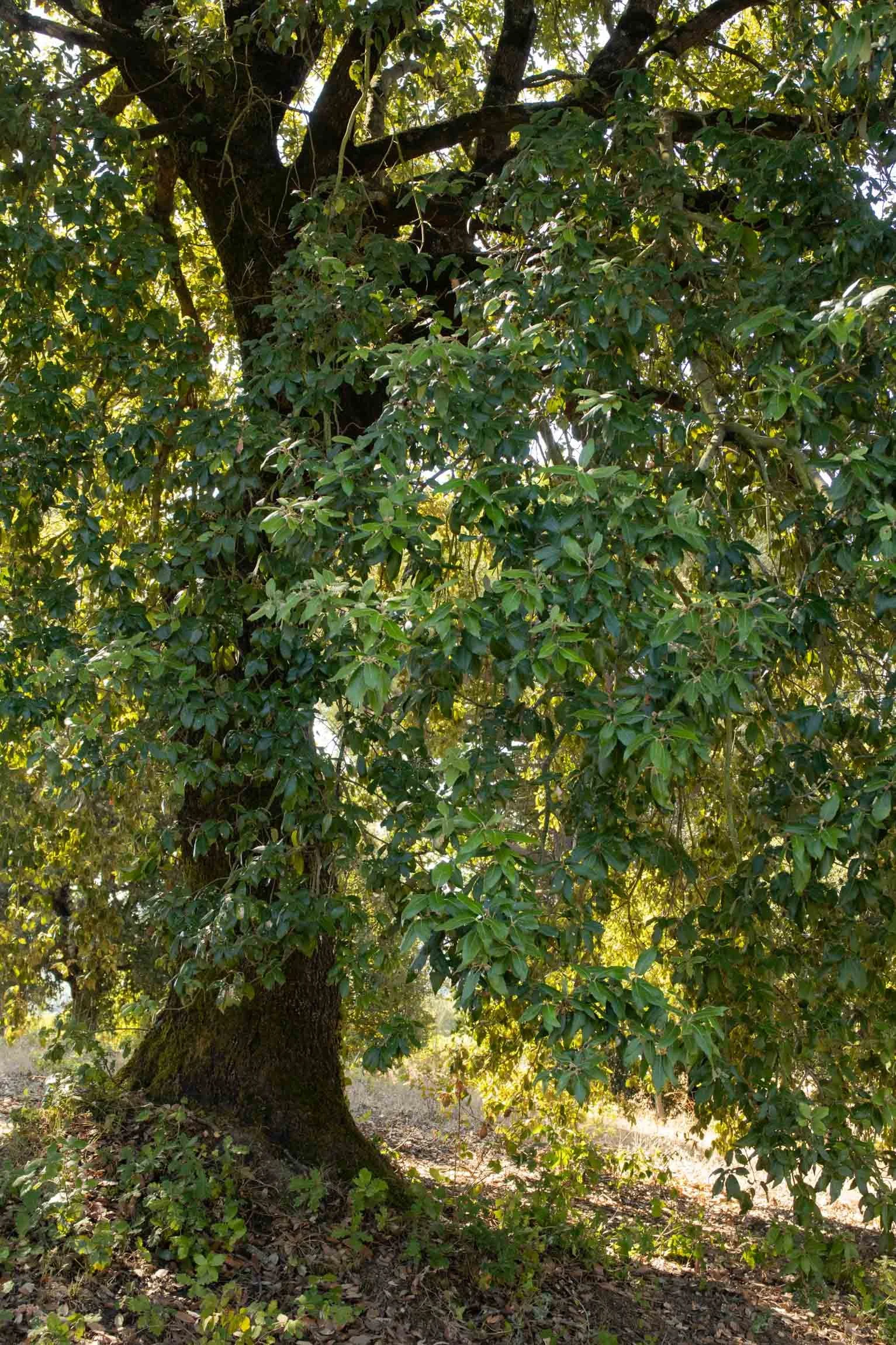 AmongstTuscanTrees26-7243.jpg