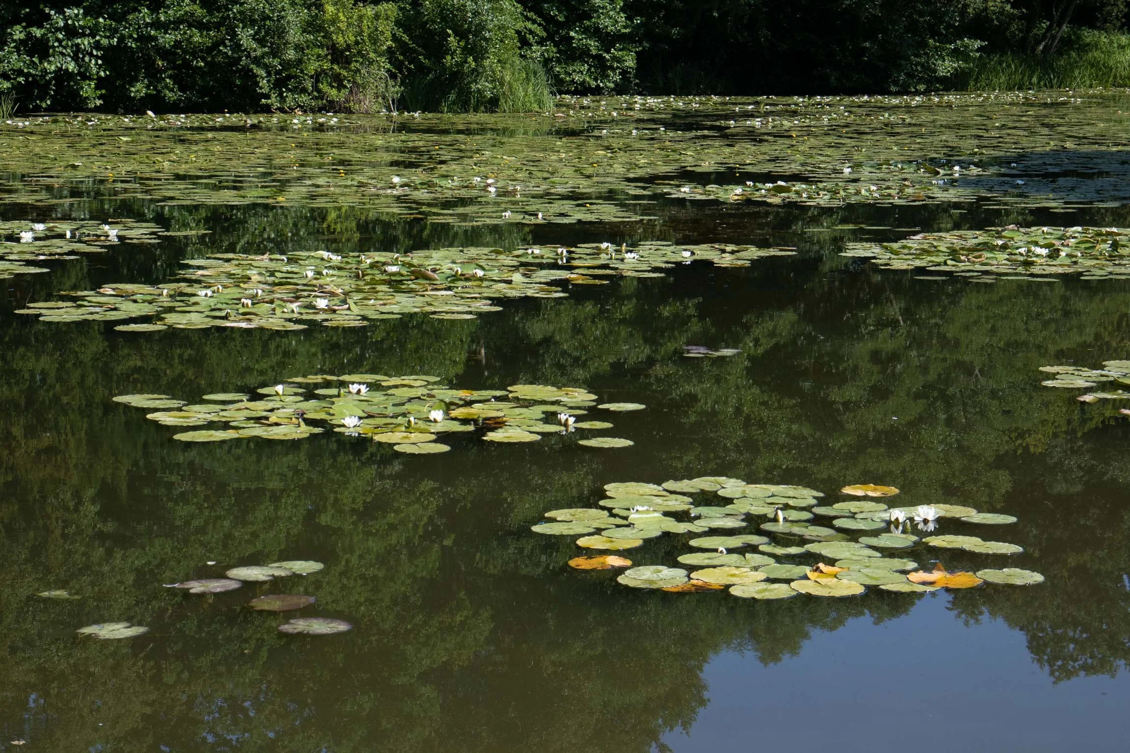 WaterlilySept26-5919.jpg