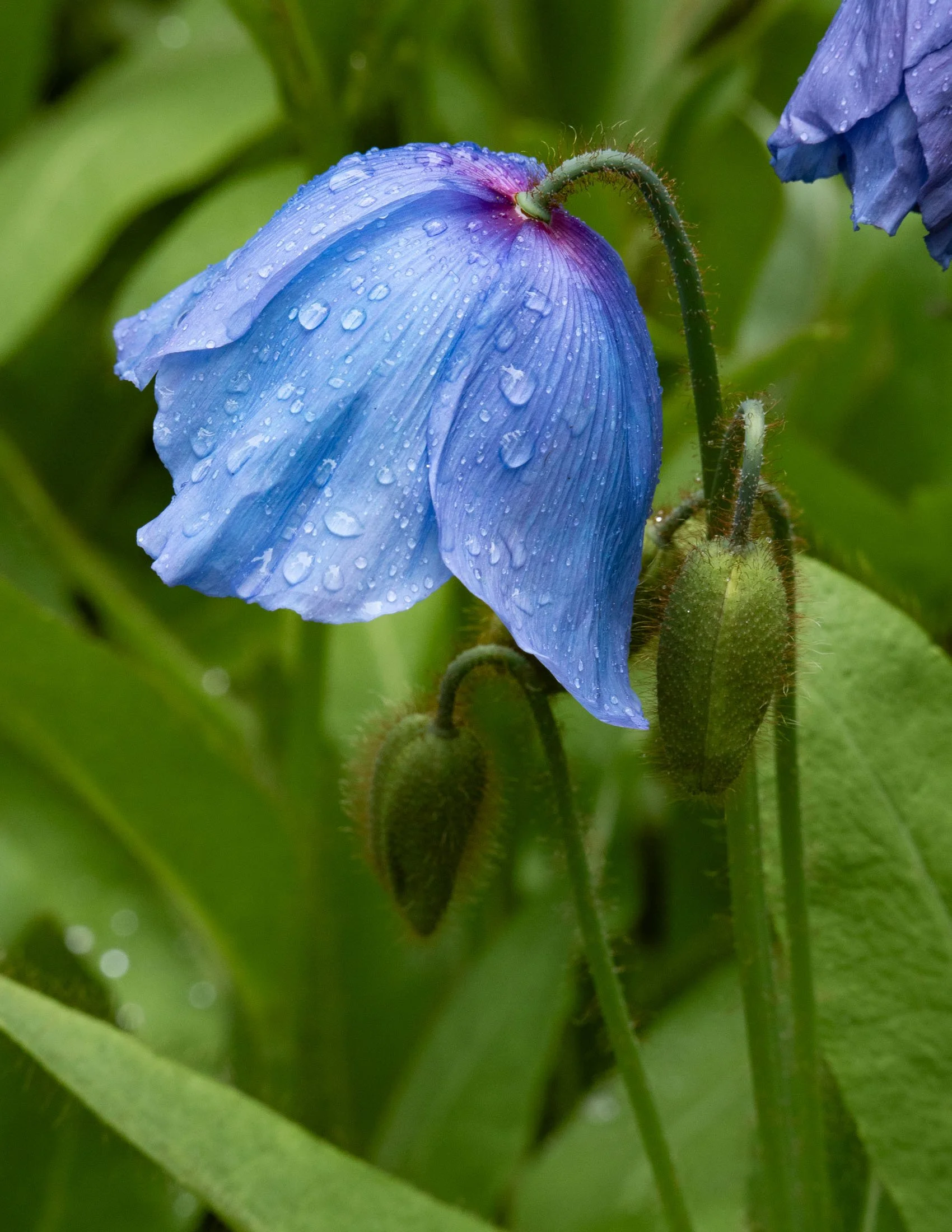 meconopsis-5118.jpg