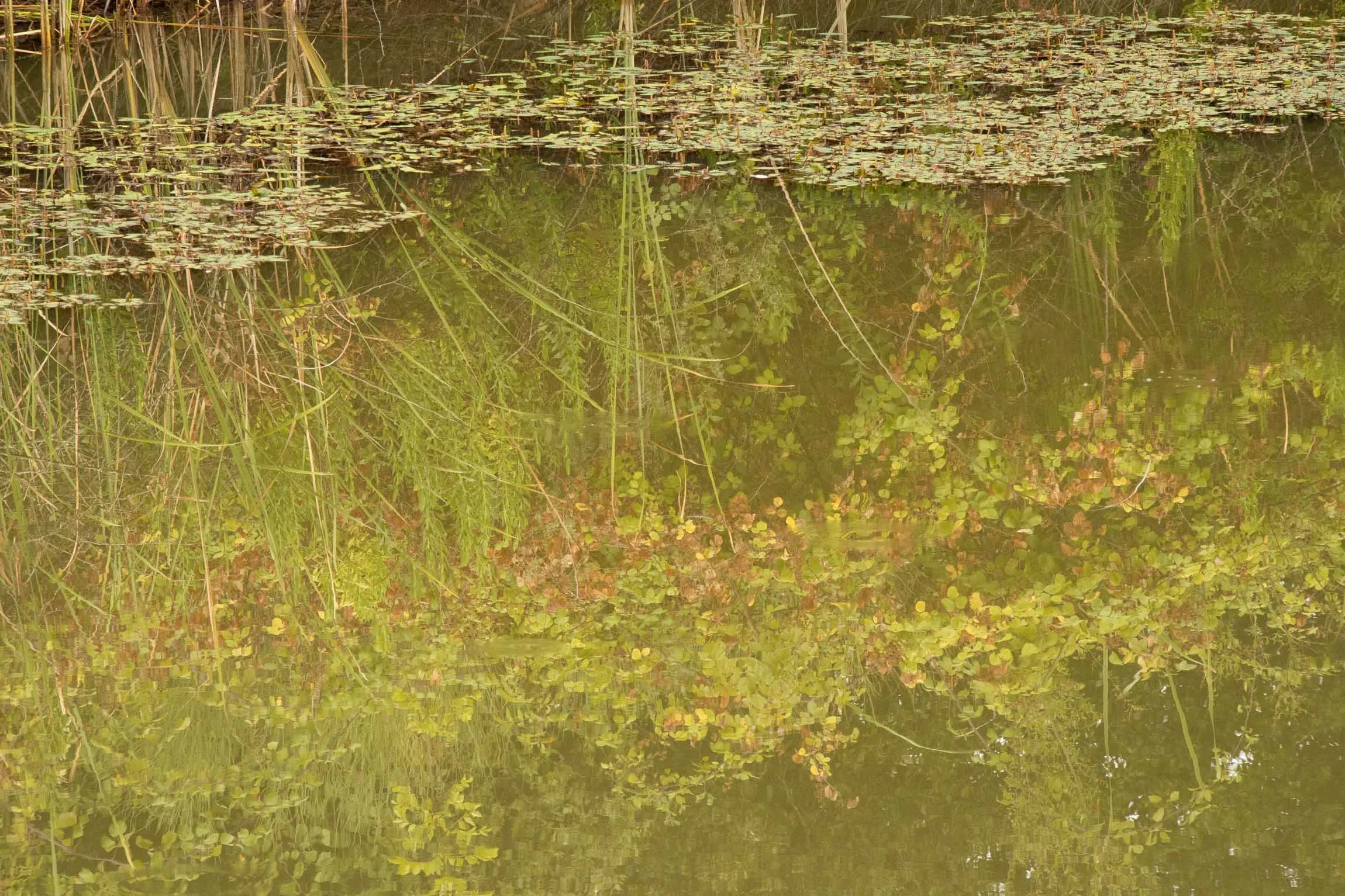 AmongstTuscanTrees26-7097.jpg