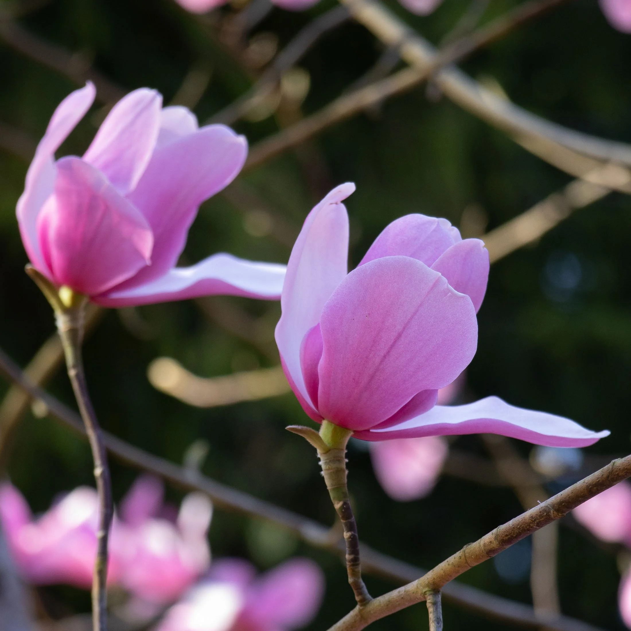 Magnolia 'Dawsoniana Chindit' III