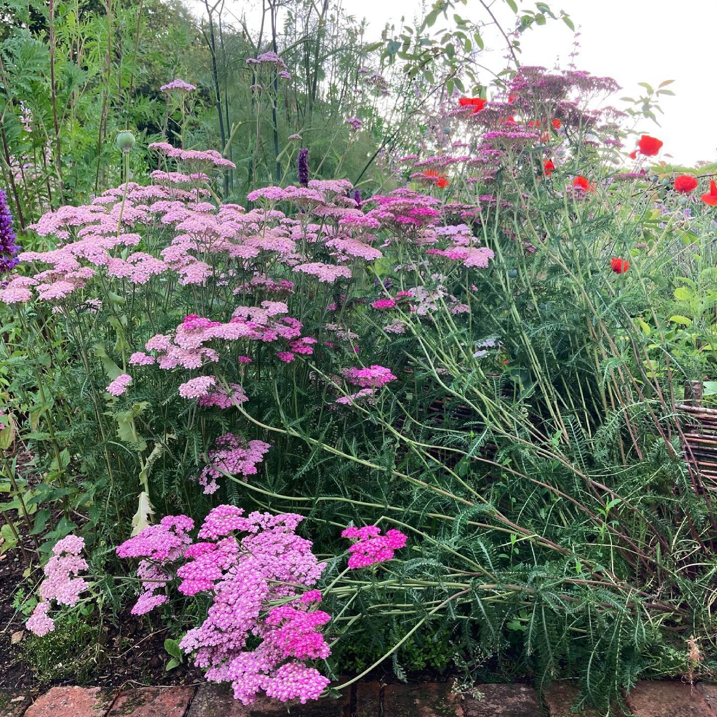 That Friday Feeling 

#fridayfeeling #almosttheweekend #tired #flowers #exhausted #gardener #mygarden #victoriasummersgardens #fallenflowers