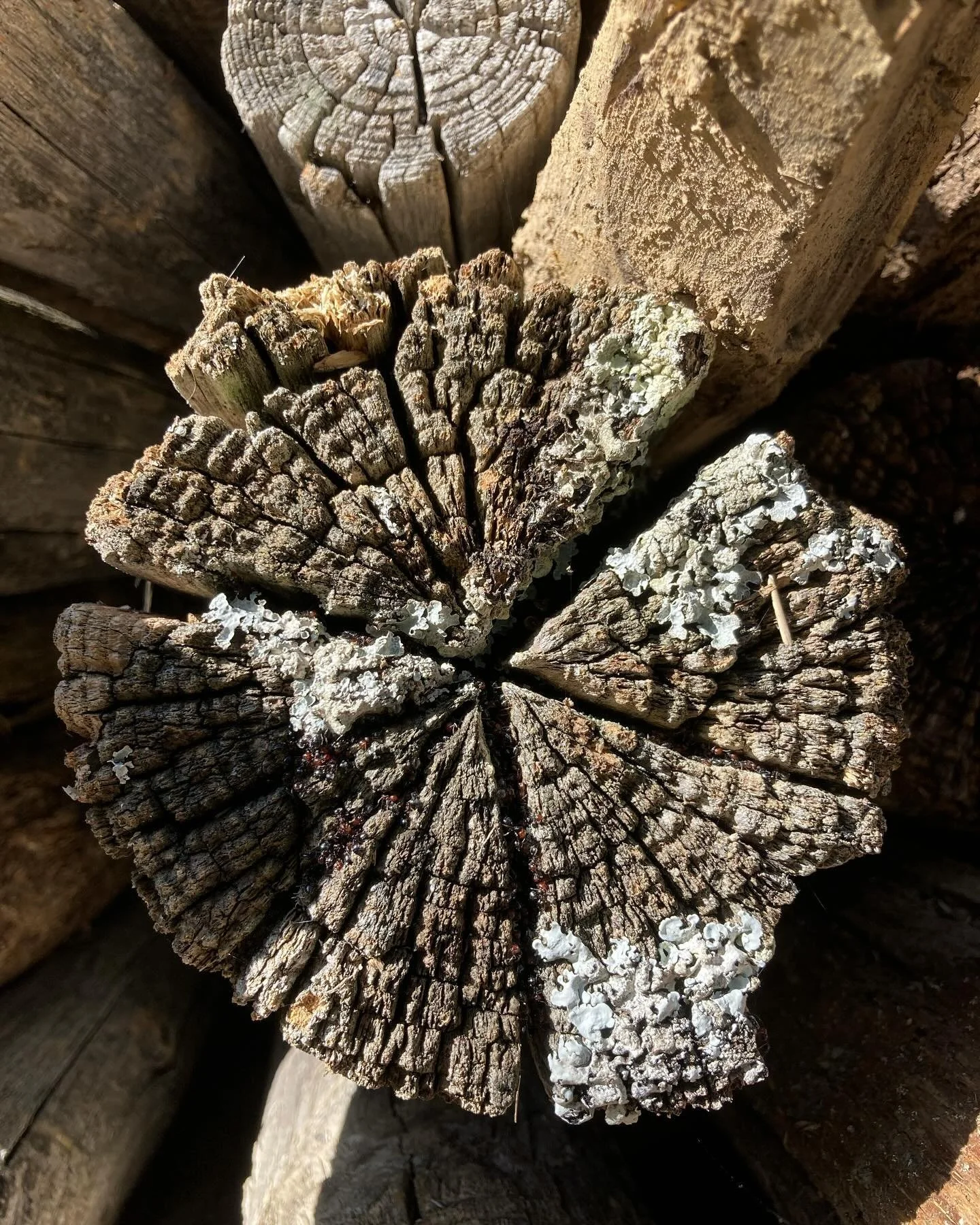 A different kind of support&hellip;.

once supporting the vines here in Chianti, disposed of (old and weak) chestnut posts are piled high in local woodland&hellip;supporting invertebrates, small mammals and amphibians. 

As the timber decays it also 