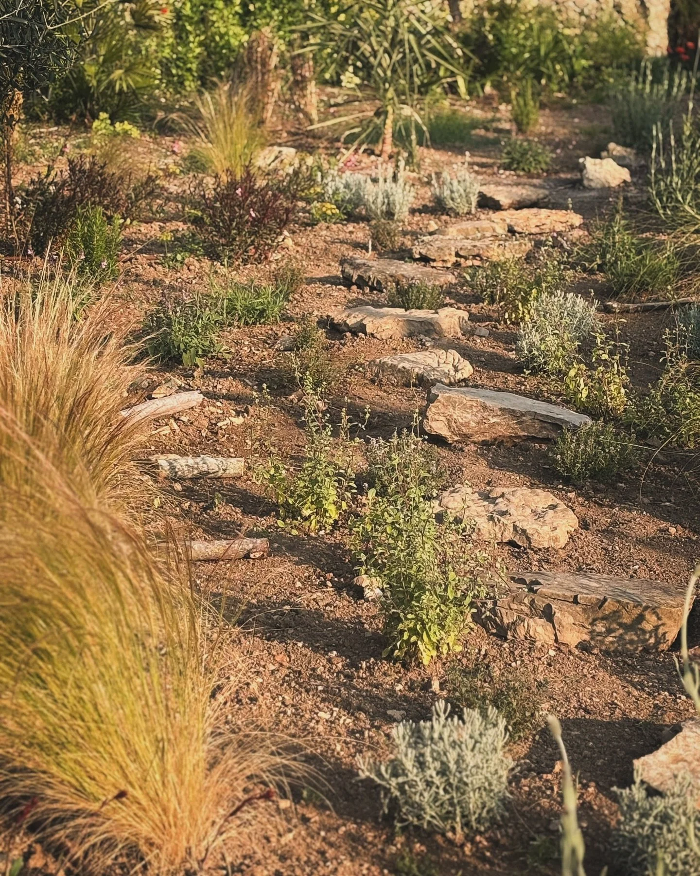 New Aromatic Garden in Mallorca: 

I just got back from here; helping @laurenmckenzie.co with the design and implementation of a healing culinary garden in one of the islands highest villages.

The aromatic planting was chosen to support her work as 