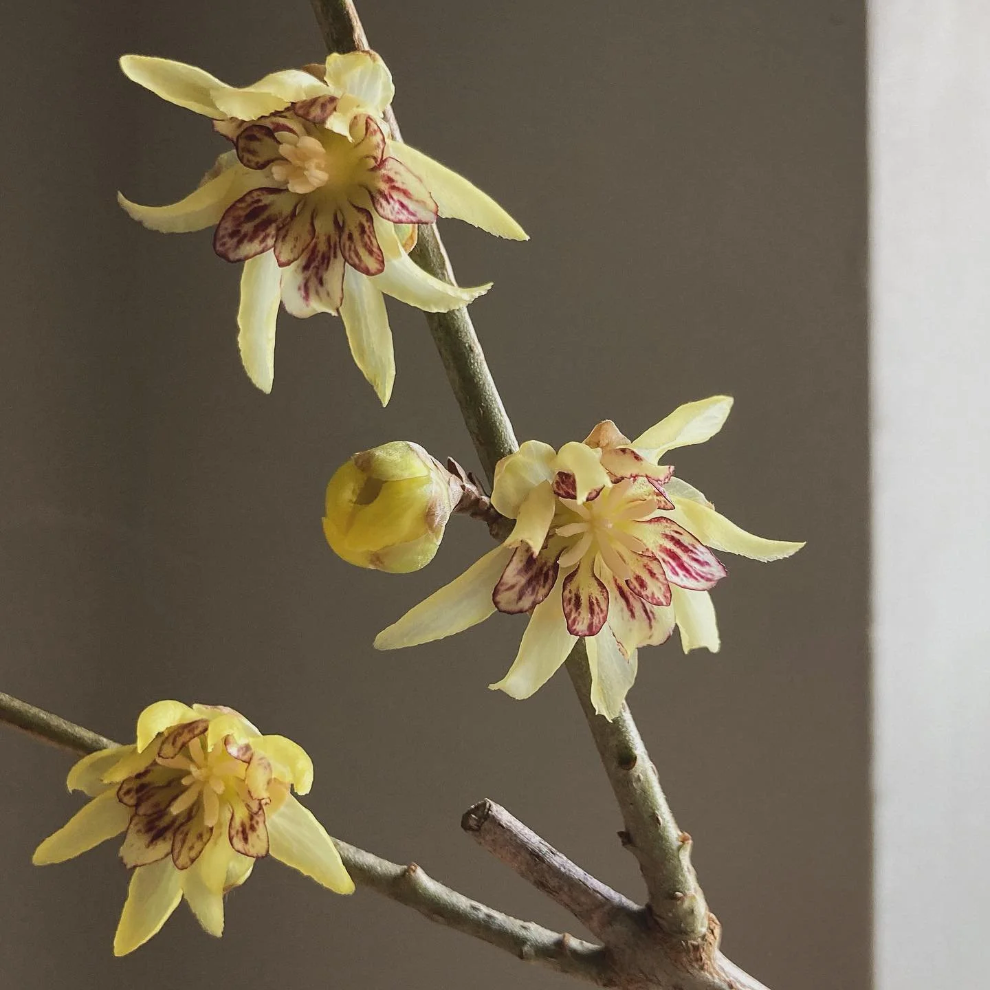 Sweetness in winter - Wintersweet.

Though it is widely cultivated, crossing the path of its scent always feels rare, a special moment. 

The flowering isn&rsquo;t long, and whilst most other flowering plants are dormant, you should stop and be prese