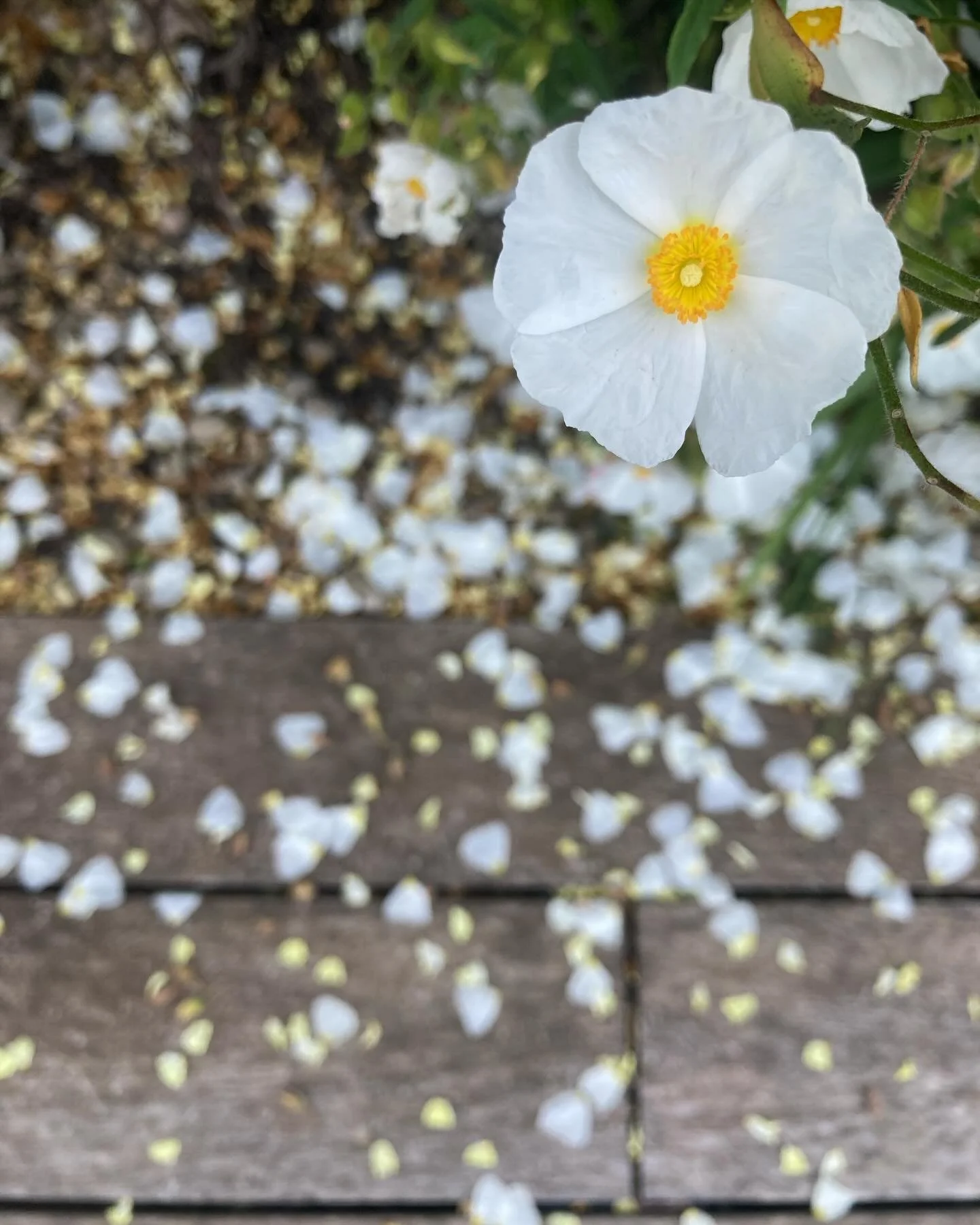 Cistus confetti -

Cistus x ledon is a resilient hybrid of C. laurifolius x C. monspeliensis and it&rsquo;s holding up well to the extreme weather we&rsquo;ve been experiencing, high in the hills of Chianti. 

It holds its form, flowers profusely for