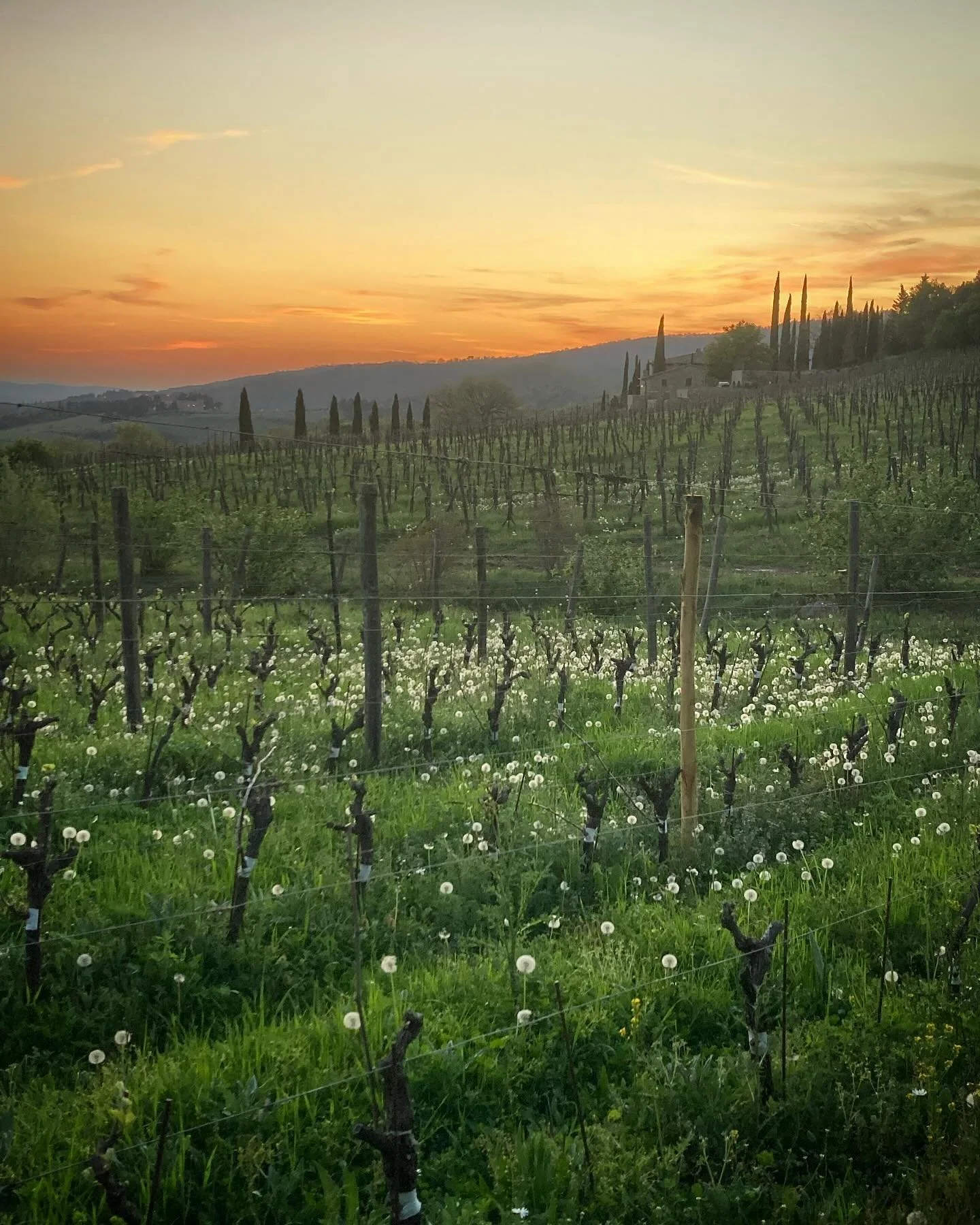 &lsquo;Most of the dandelions had changed from suns into moons.&rsquo; Vladimir Nabokov

#dandelions #sunset #chianti #tuscany #organicvineyard #wildflowers #dentedileone #toscana #leavedandelionsalone #dandelionseeds #april #evening #sundown #light 