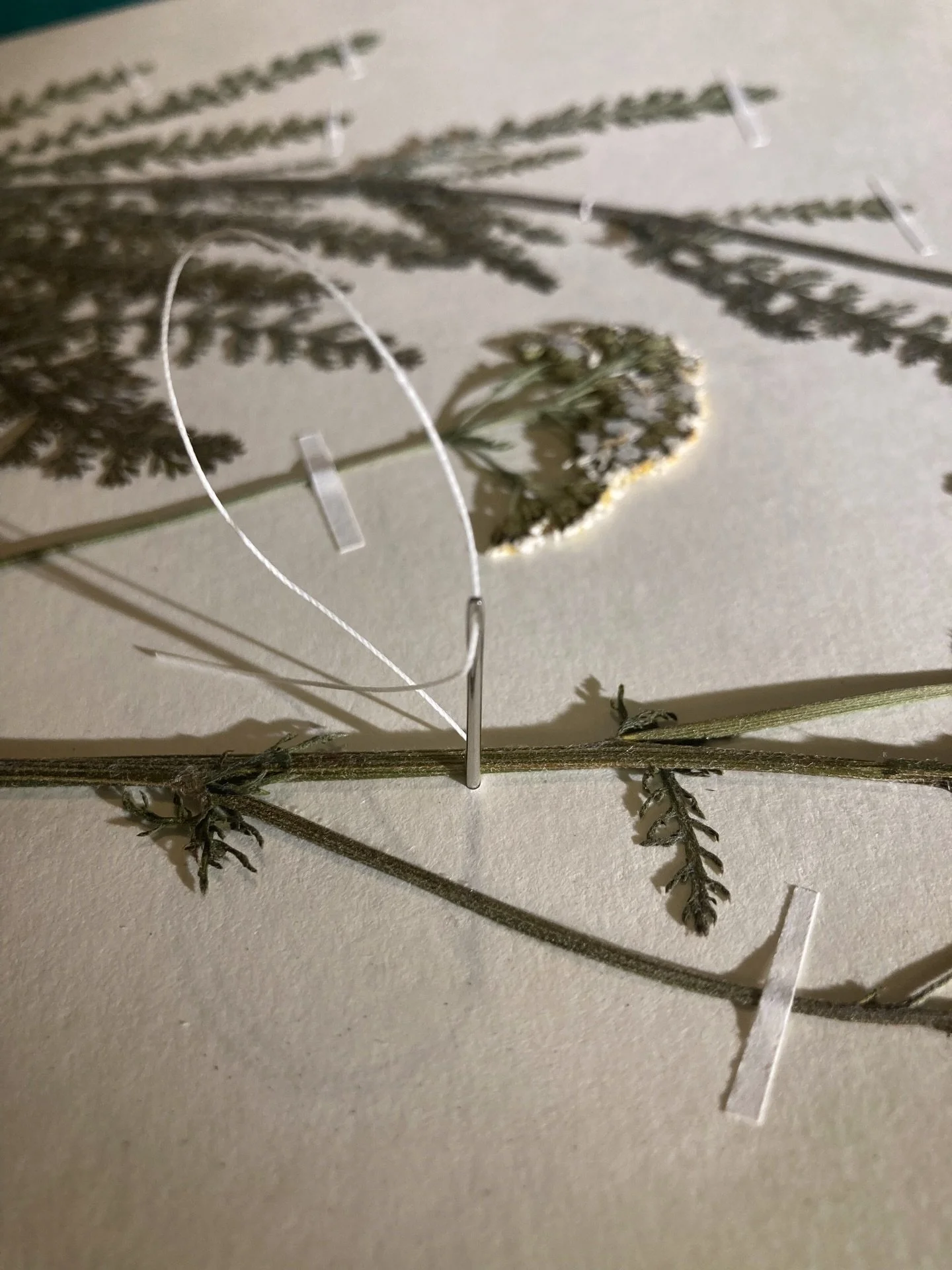 Interrupting the silence in my grid&hellip;with little offerings from a new holistic path i&rsquo;ve been walking since the end of October last year. 

I am now almost four month into a 2-year Herbology Diploma @rbgedinburgh and I thought it was time