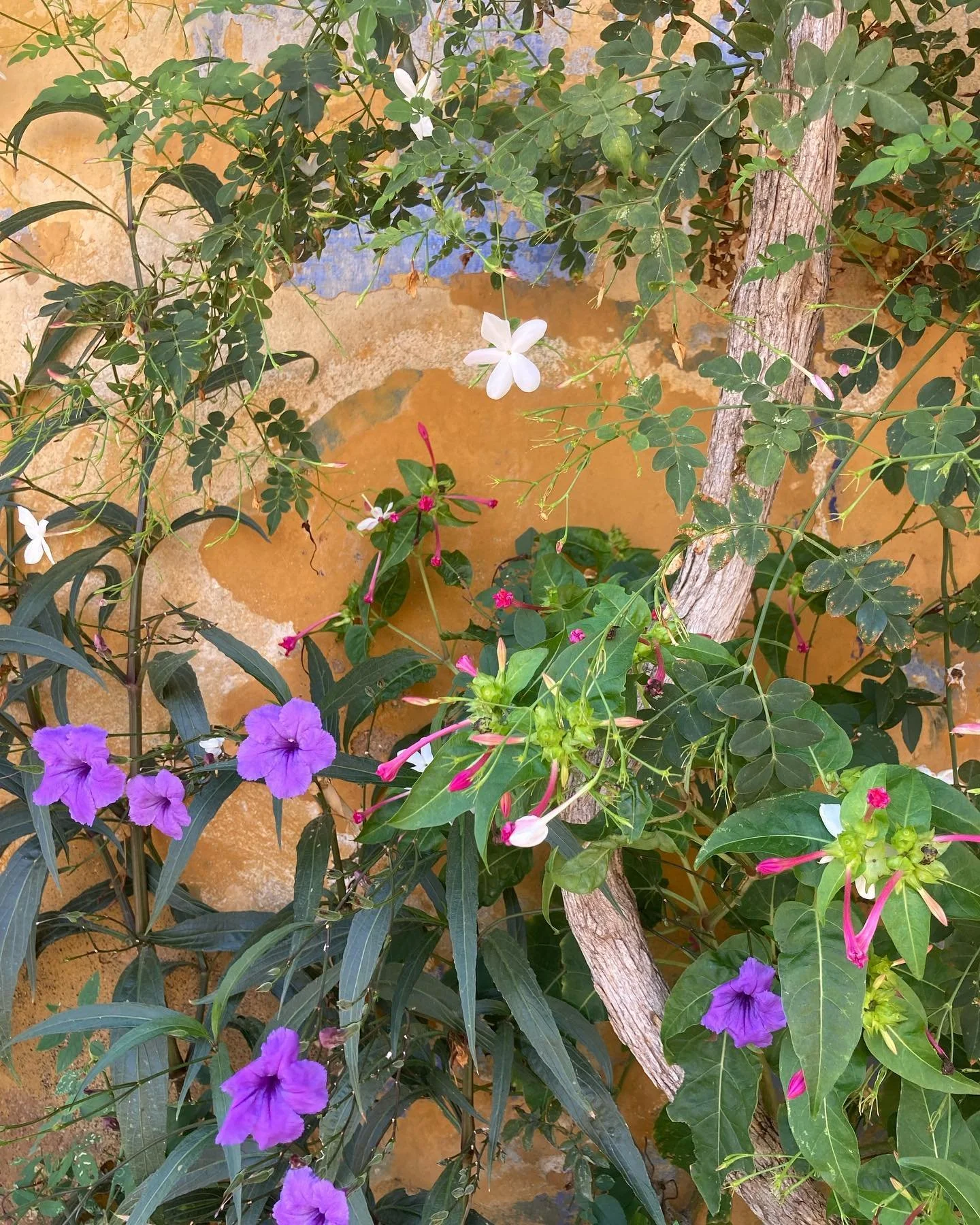 Moments in the tiny Anafiotika district this morning. Mostly of plants and vegetation.

The cat snoozing beneath a large citrus tree says it all really.

#athens #anafiotika #plants #plantsmakepeoplehappy #plaka #discovergreece #greece #discoverathen