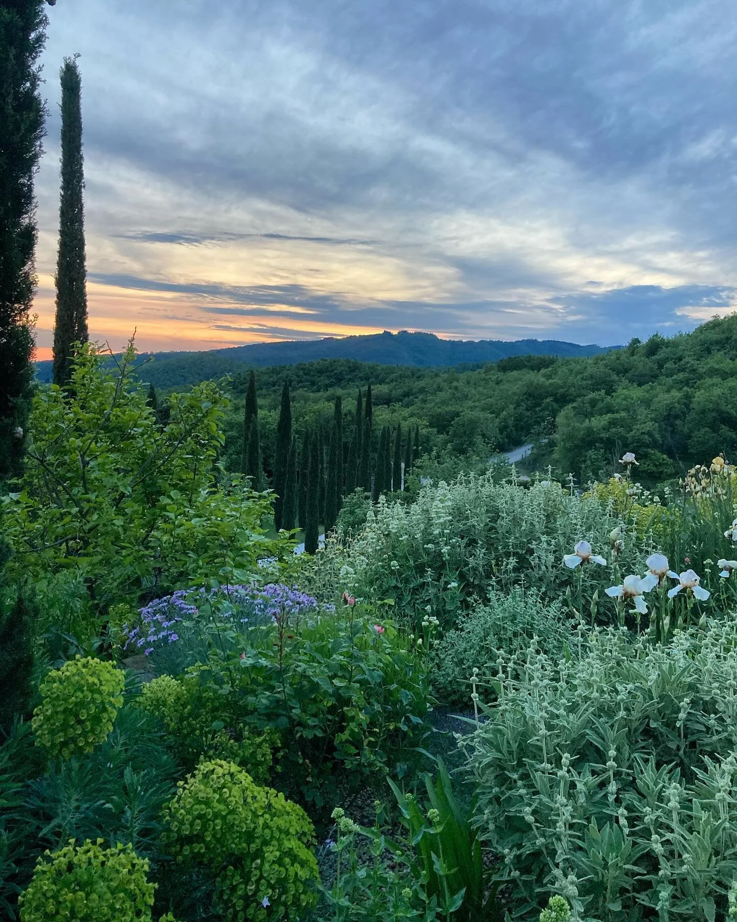 Spot the white line: strada bianca

#lapetraia #garden #dusk #italiangarden #tuscany #tuscangarden #giardino #chianti #landscape #stradabianca #eveninglight #may #afterwork #gardenerslife