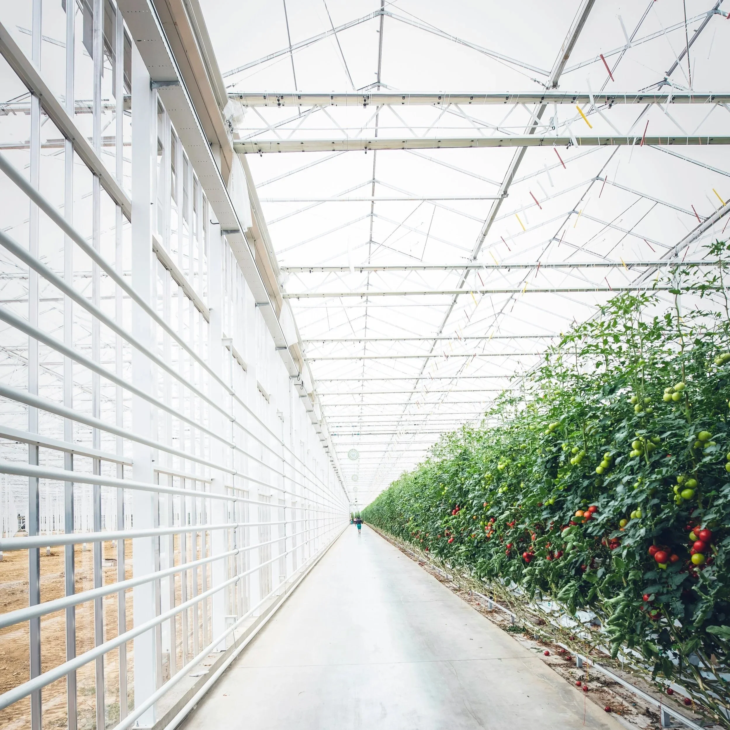 Albotherm leads £2M collaborative project to scale low-emissions greenhouse technology for UK growers&nbsp;